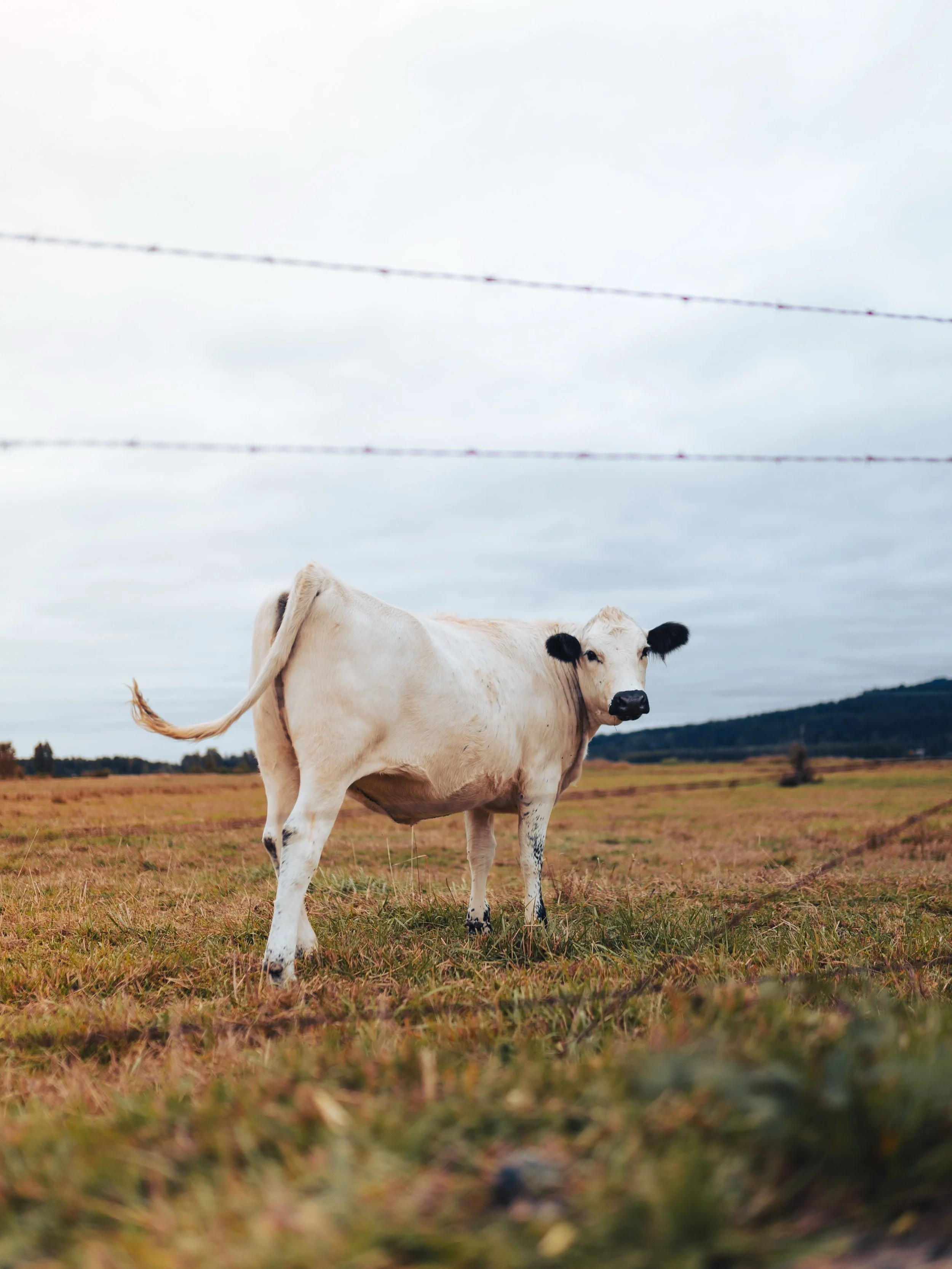 Drove through Duvall today and met some new friends 🐄🐎 #duvall #pnwphotography #seattlephotographer #canonr6 #photographer