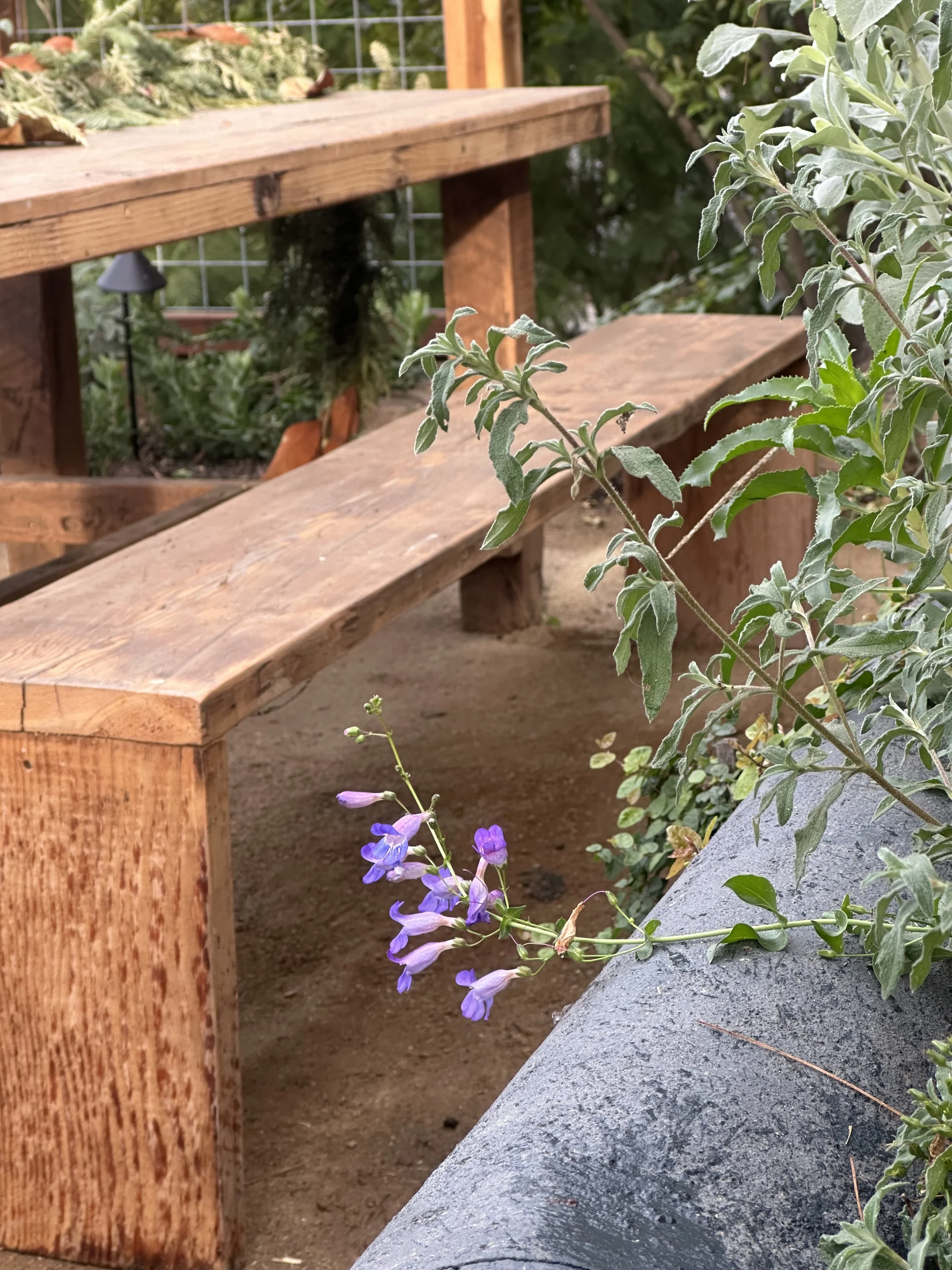 fi campbell design - montezuma.jpeg