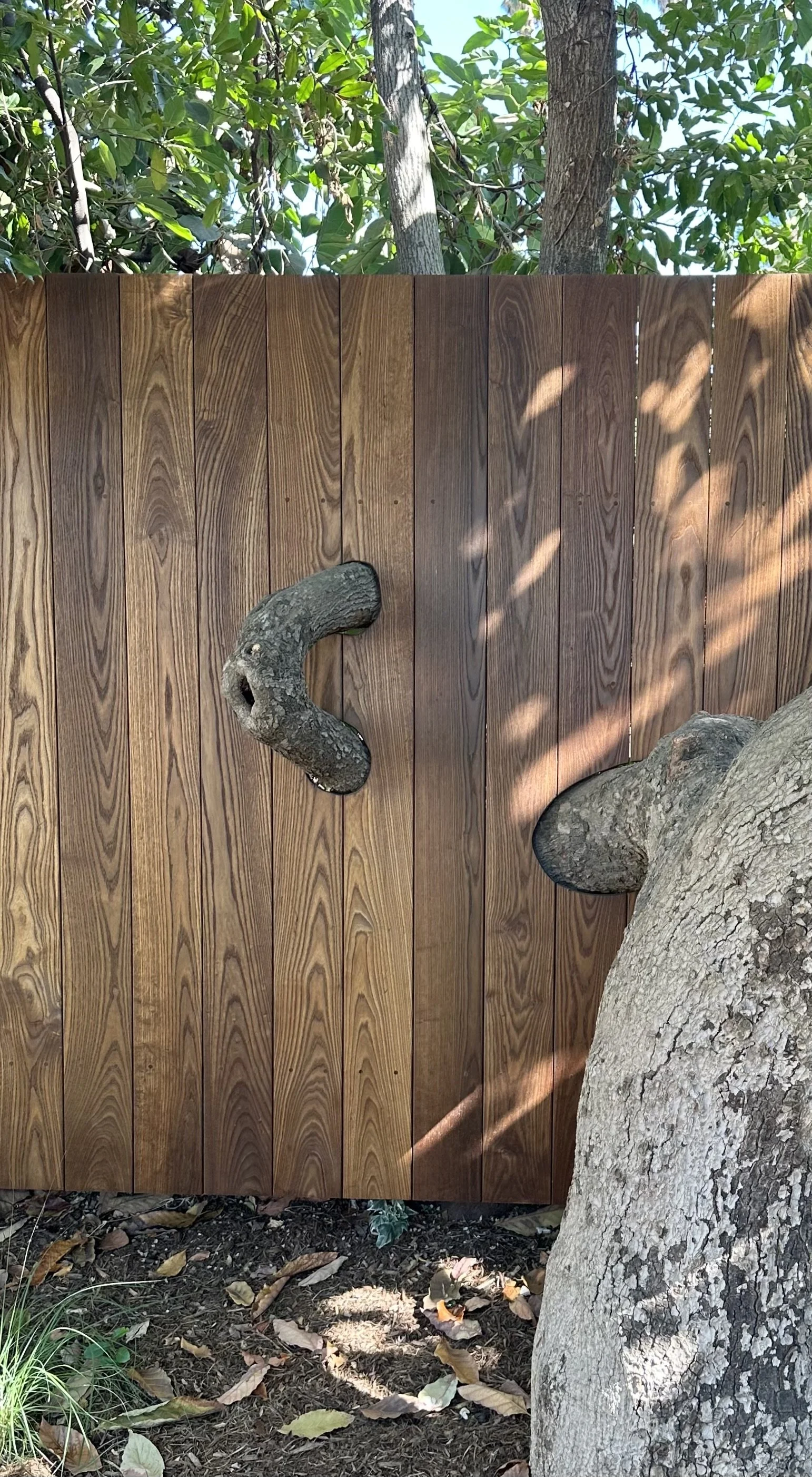 fi campbell design - poppy fields.jpeg