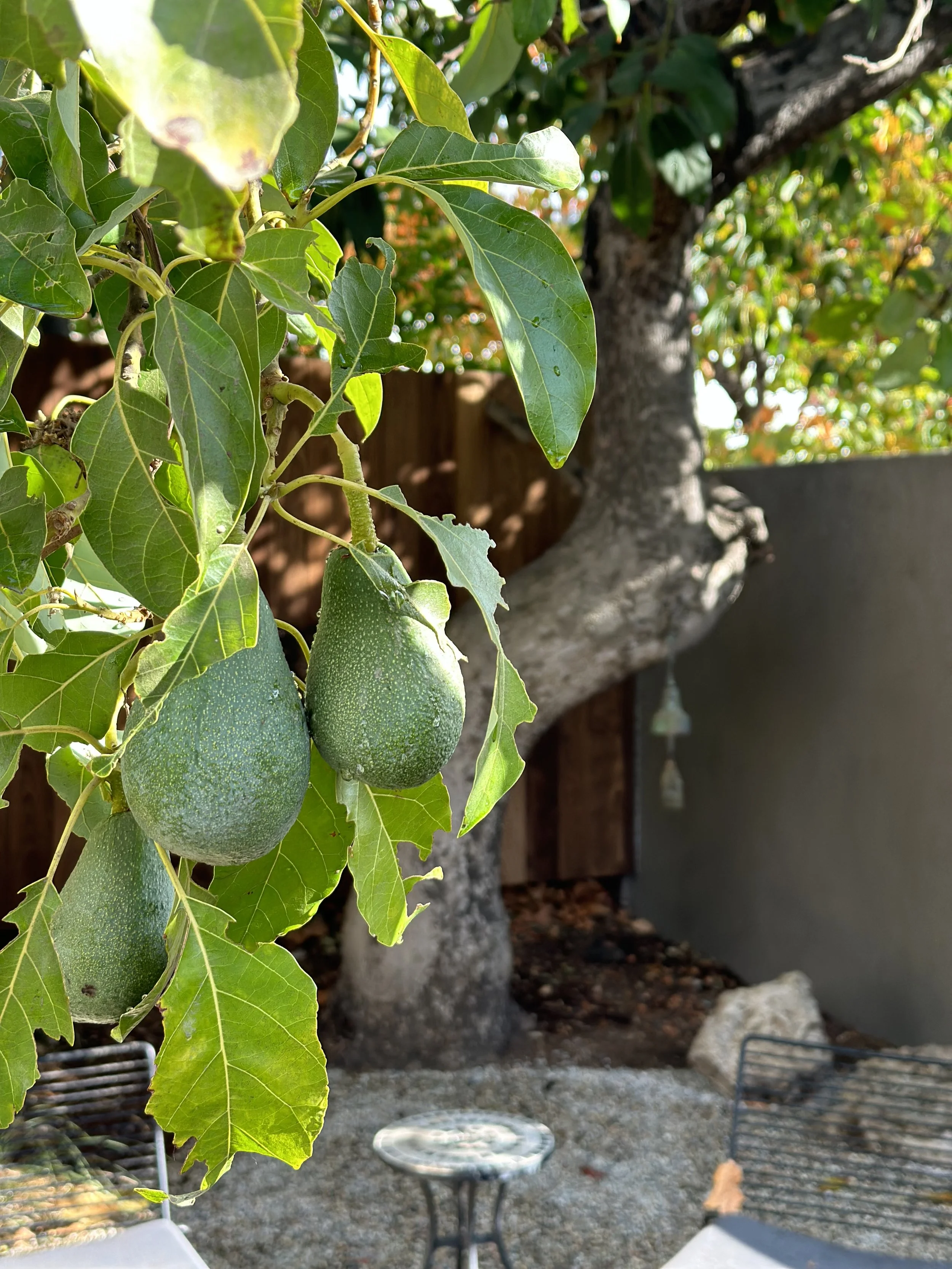 fi campbell design - poppy fields.jpeg