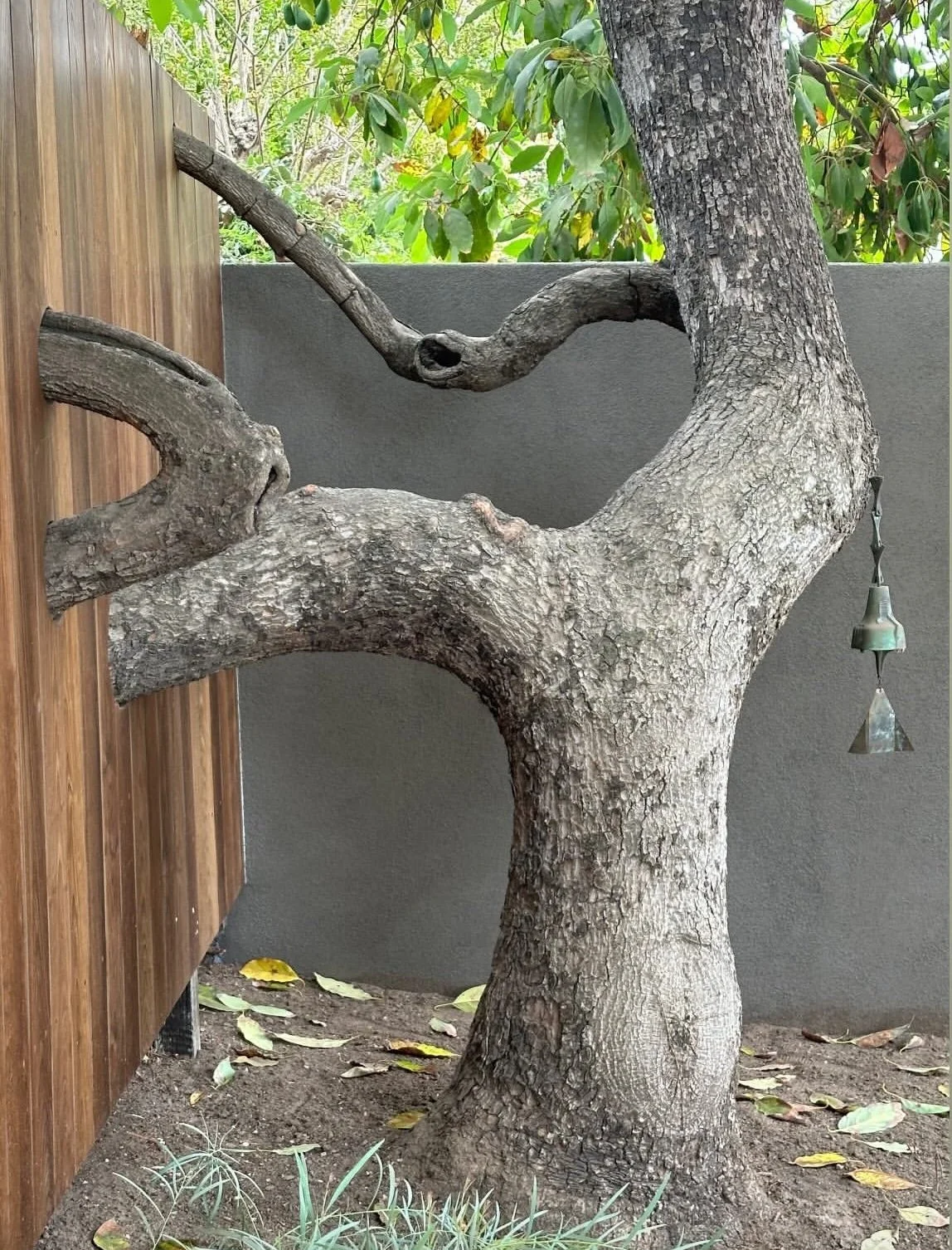 fi campbell design - poppy fields.jpeg