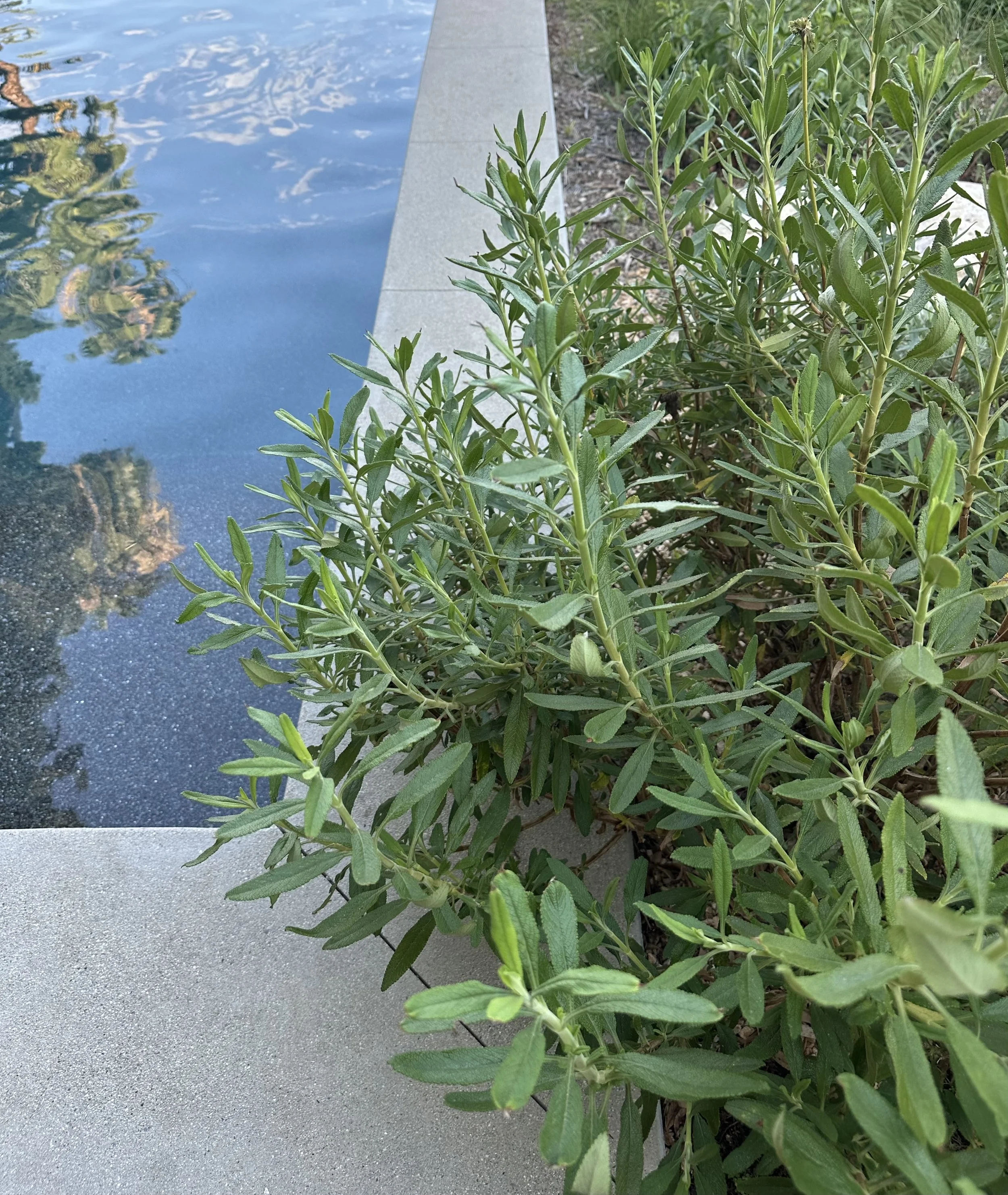 fi campbell design - baxter.jpg