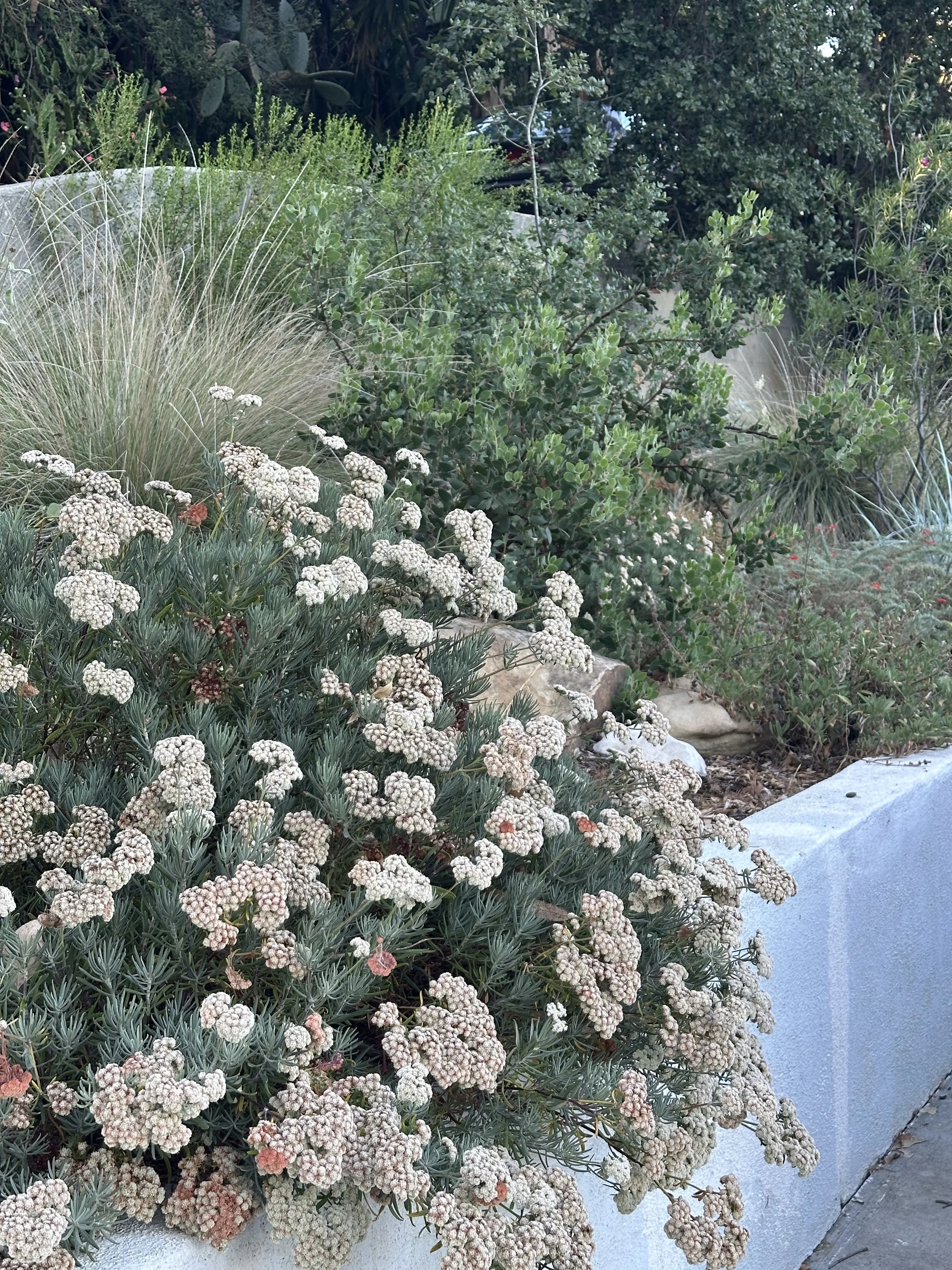 IMG_6337.jpeg