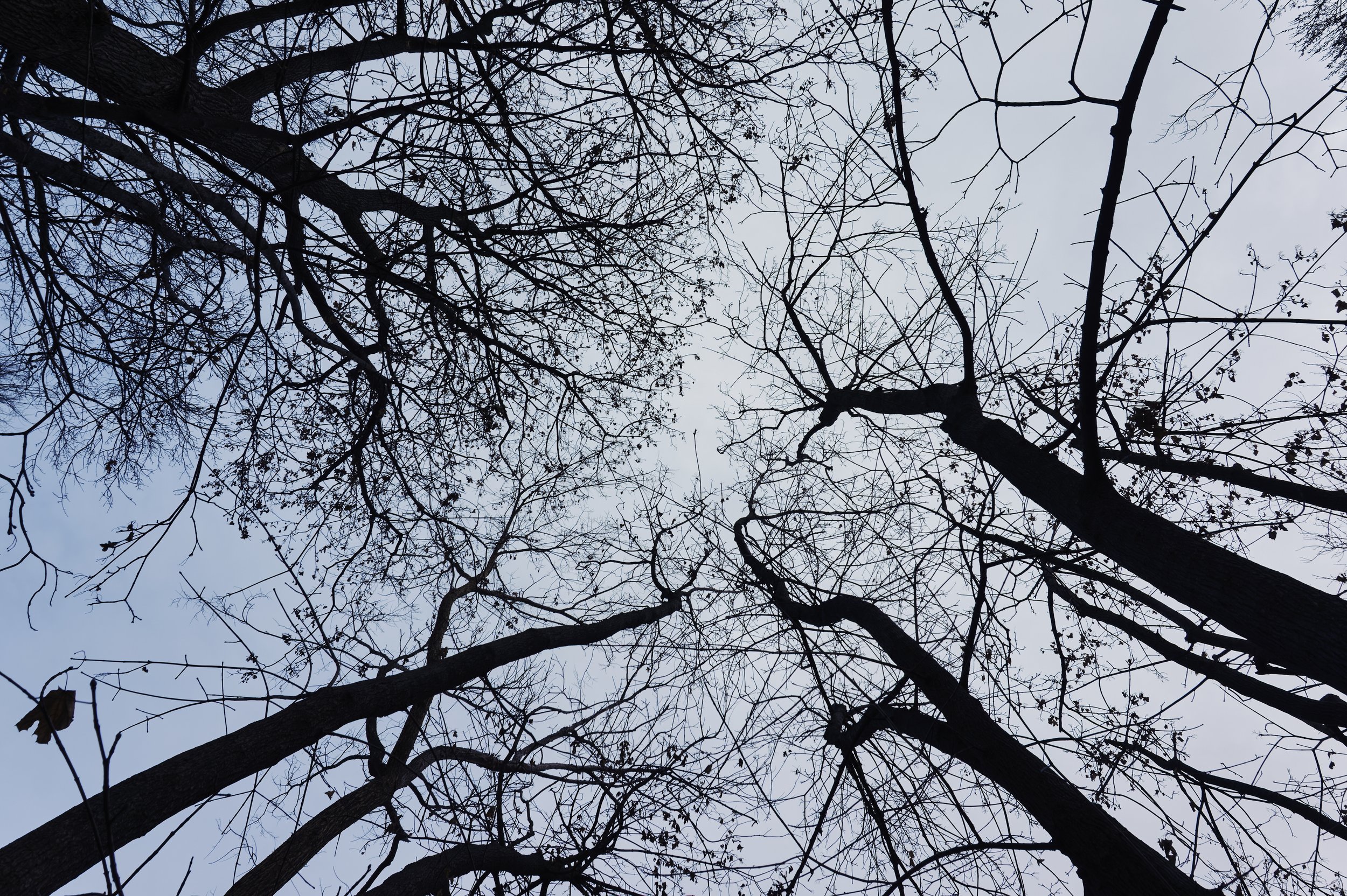 DSC00321.jpg