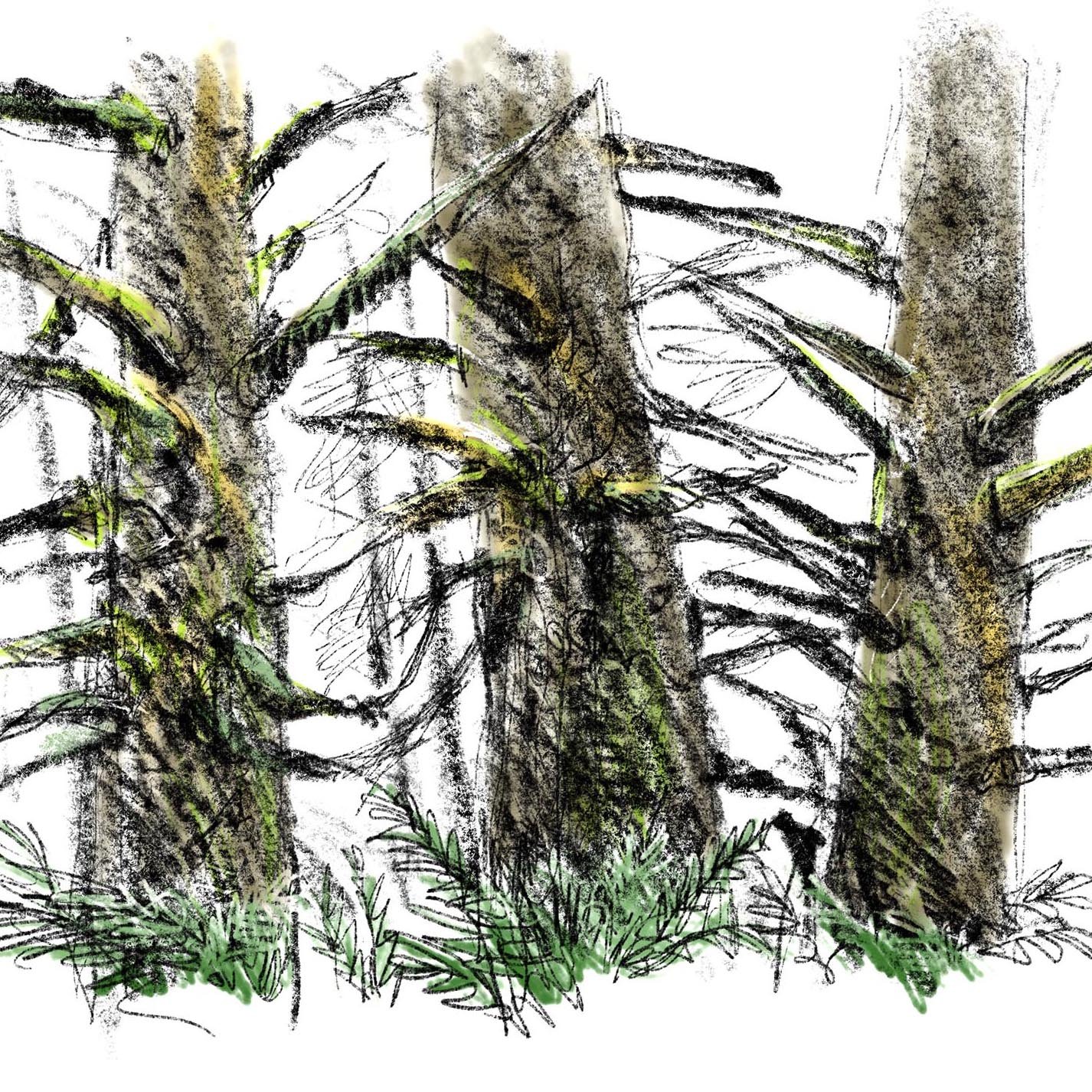 Sitka_Pines_Layered.jpg