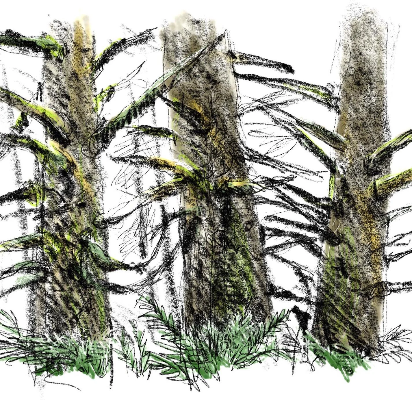 Sitka_Pines_Layered.jpg