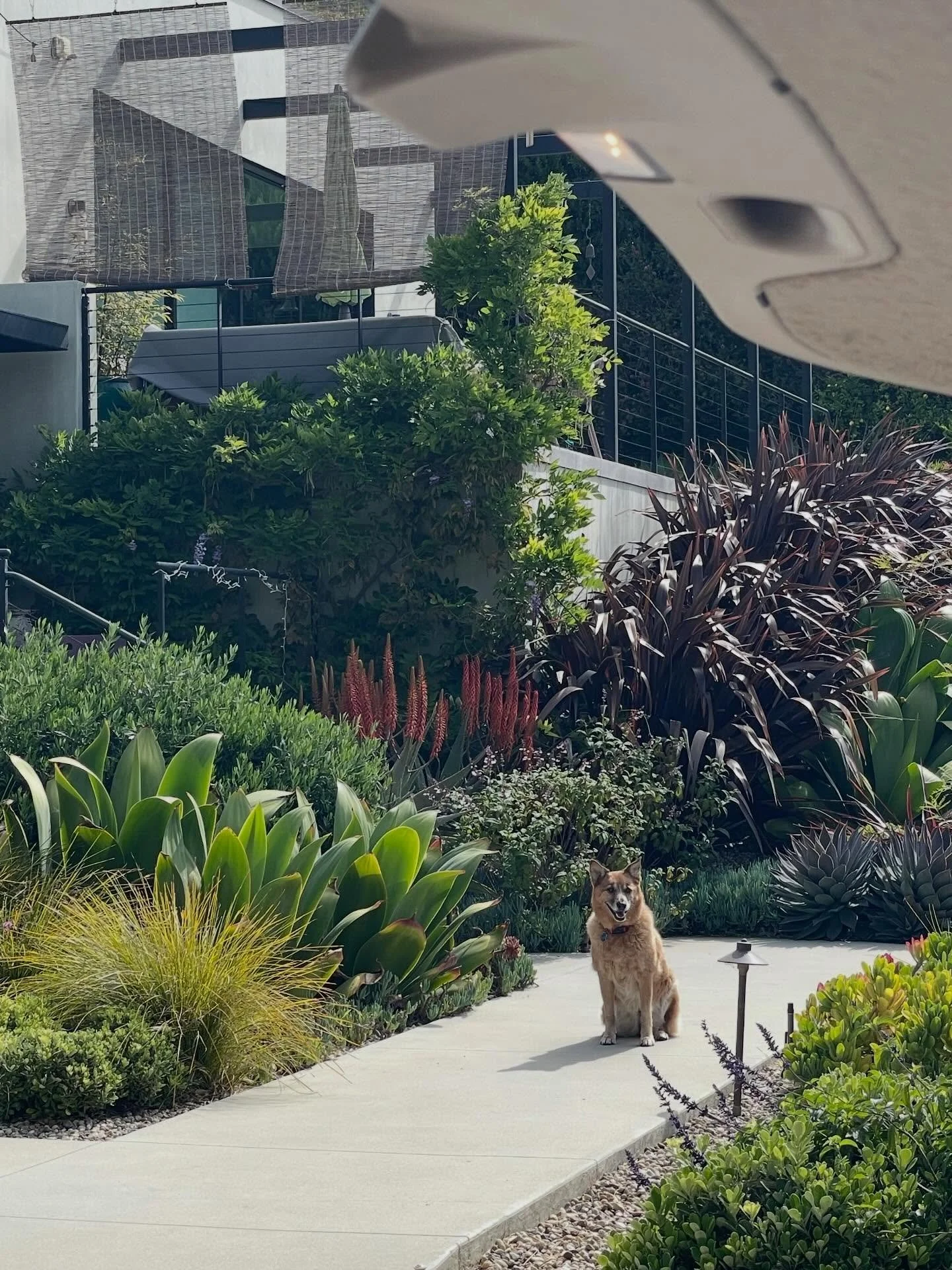 California! Your gardens and greenery are such a sight for these New England eyes🌿🙏🏽🌿 #lotusgarden #southerncalifornia