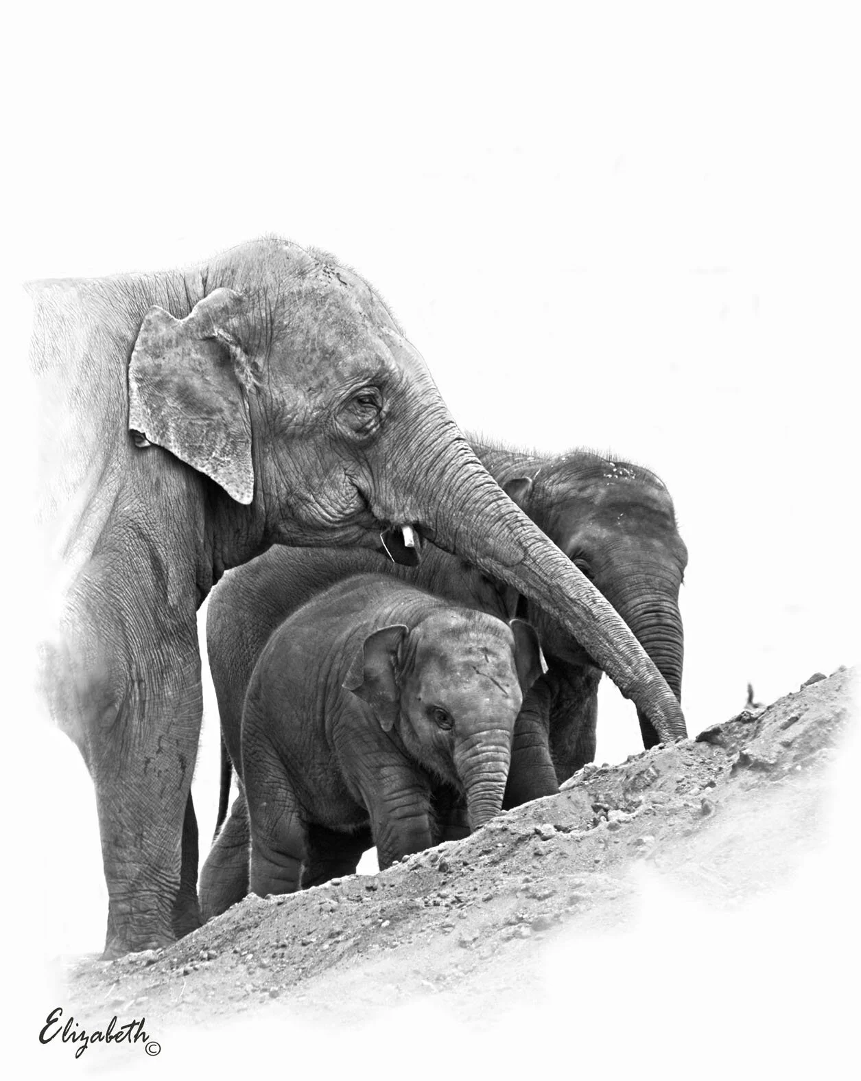 Family Asian Elephants (FAW0920) Large 39x56cm $350.00au + shipping (other sizes available)