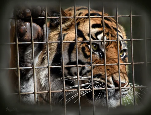 Sumatran Tiger