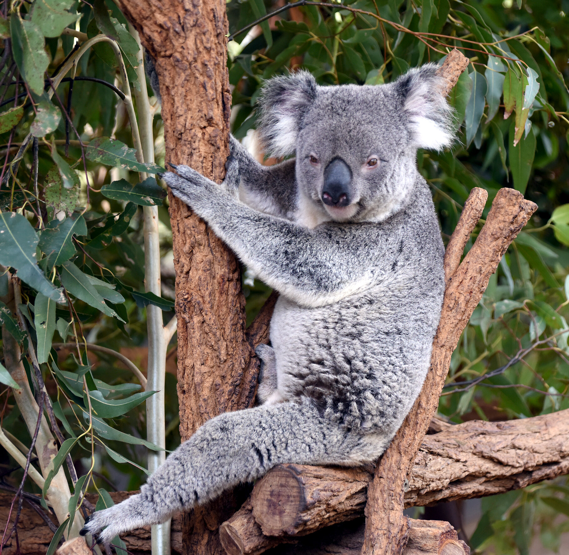 Koalas Aren’t Bears – They’re Marsupials and They’re Vulnerable