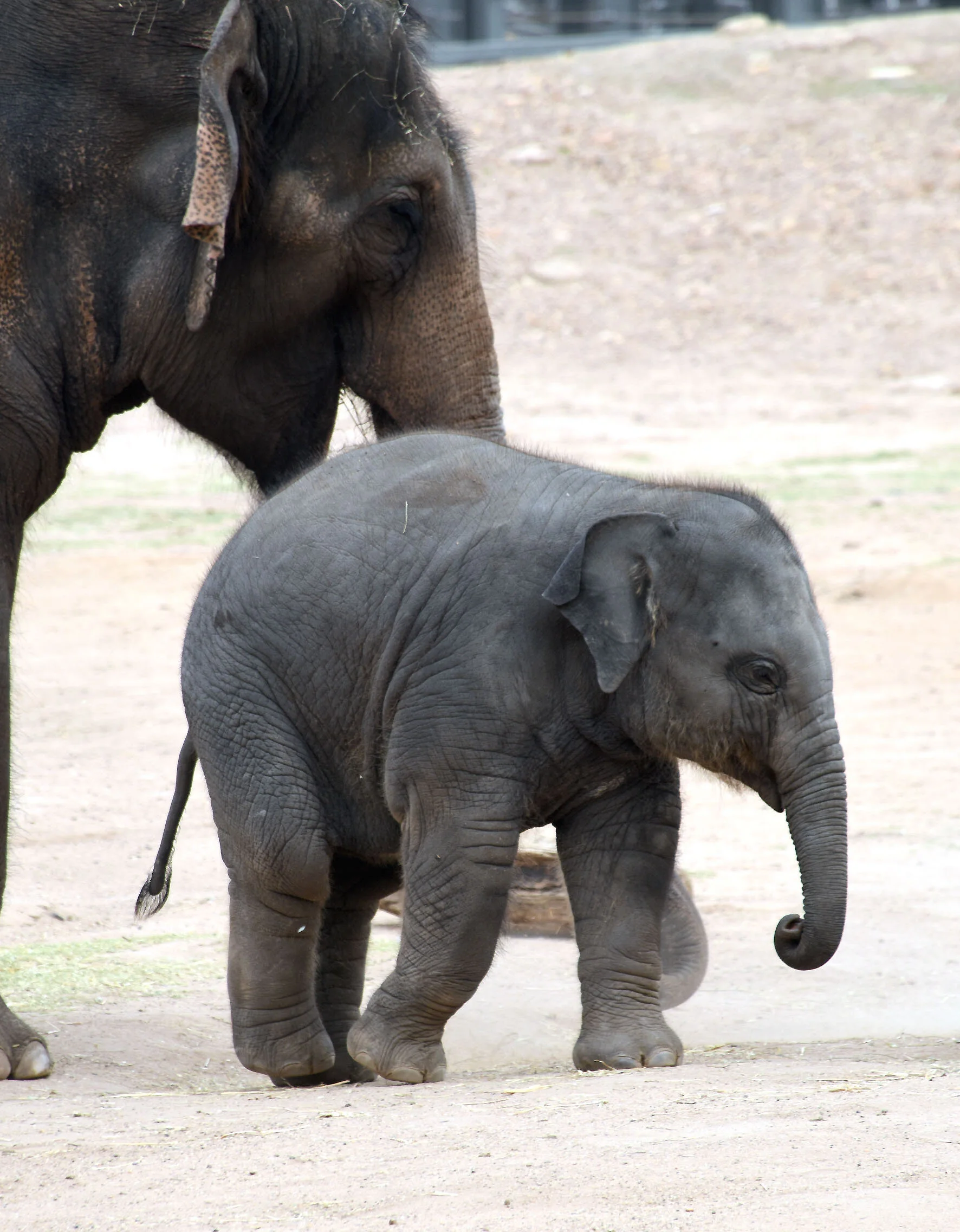 Asian Elephant