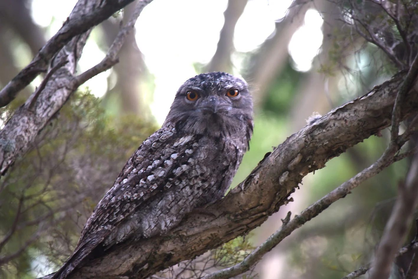                                  Australia's Unique Wildlife, Plants and Environment
