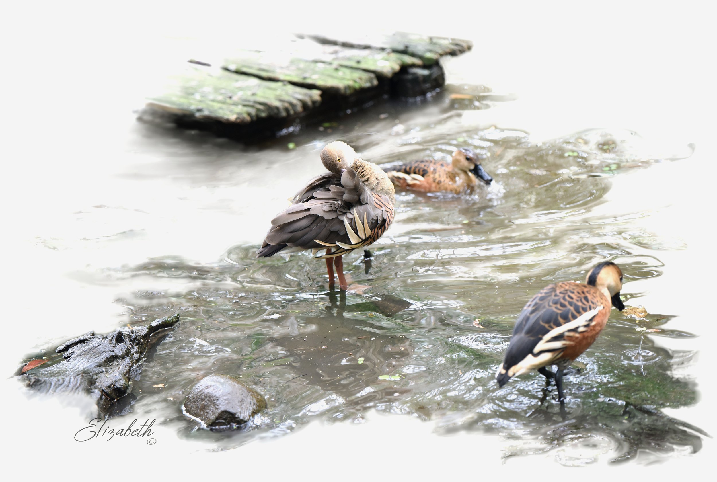 Plumed Whistling Ducks (AW0824) Medium 46.1x31.2cm $485.00au + shipping (other sizes available)