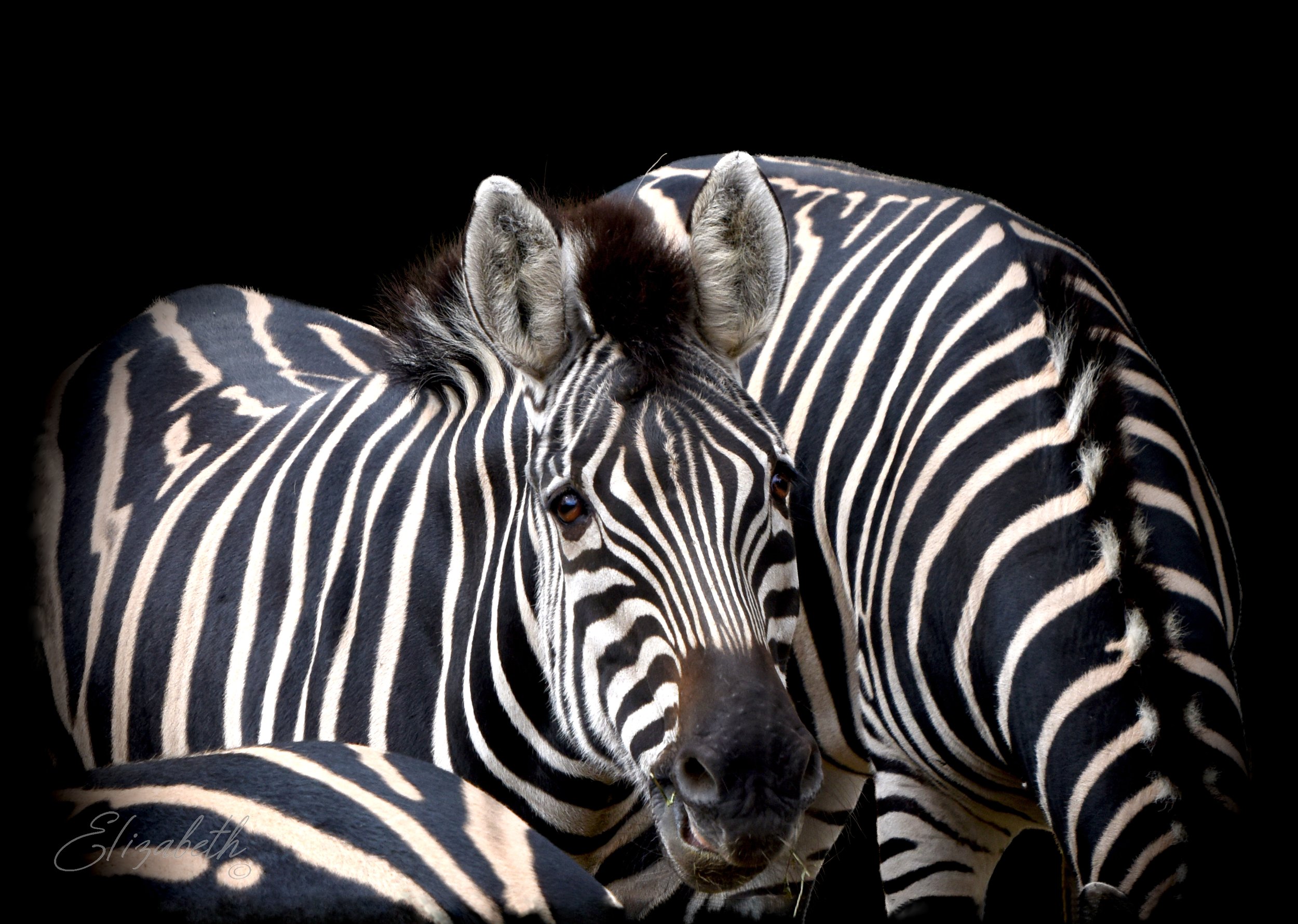 Zebra Dazzel.jpg