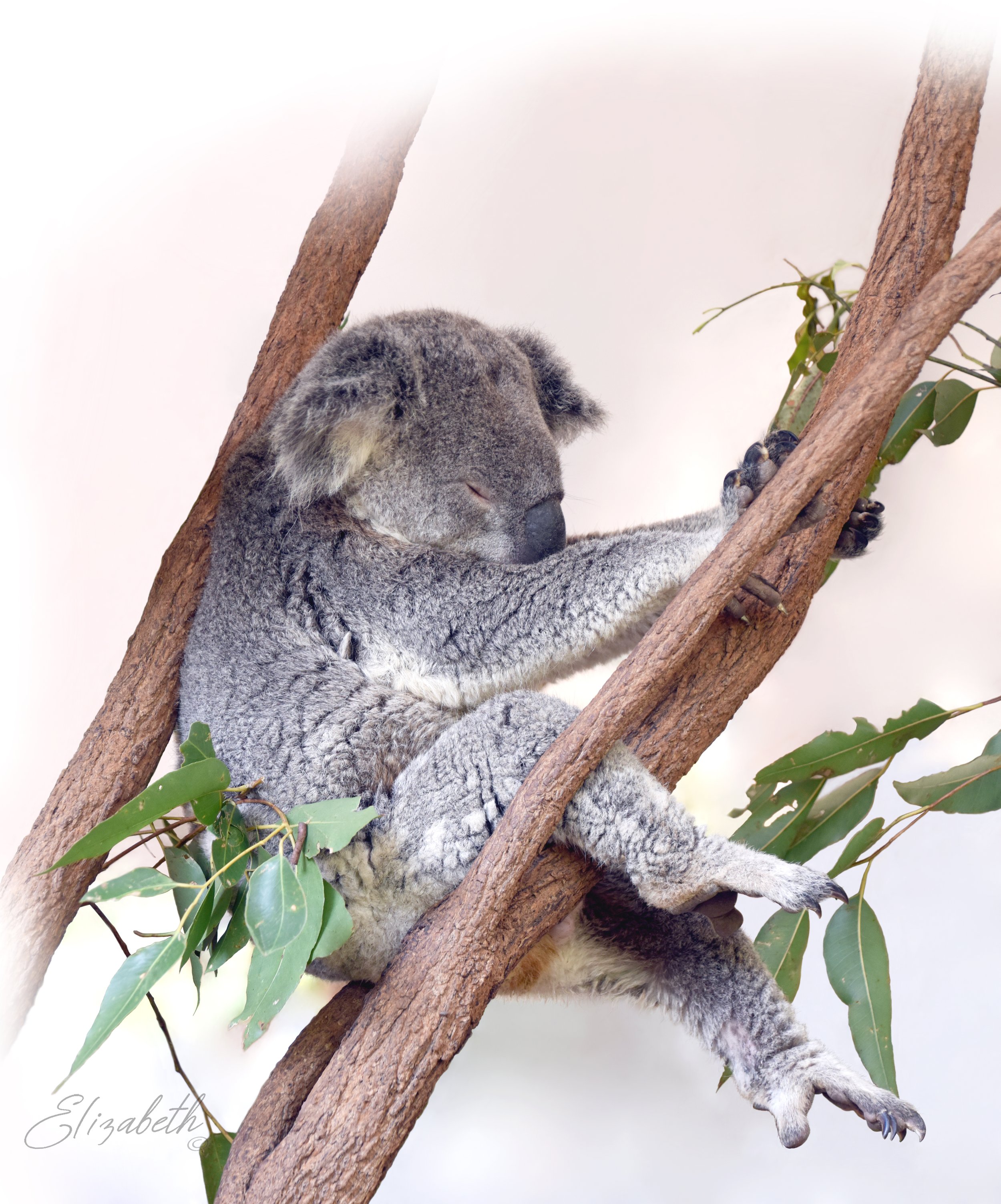 2 AUSTRALIA Koala  SC900.jpg