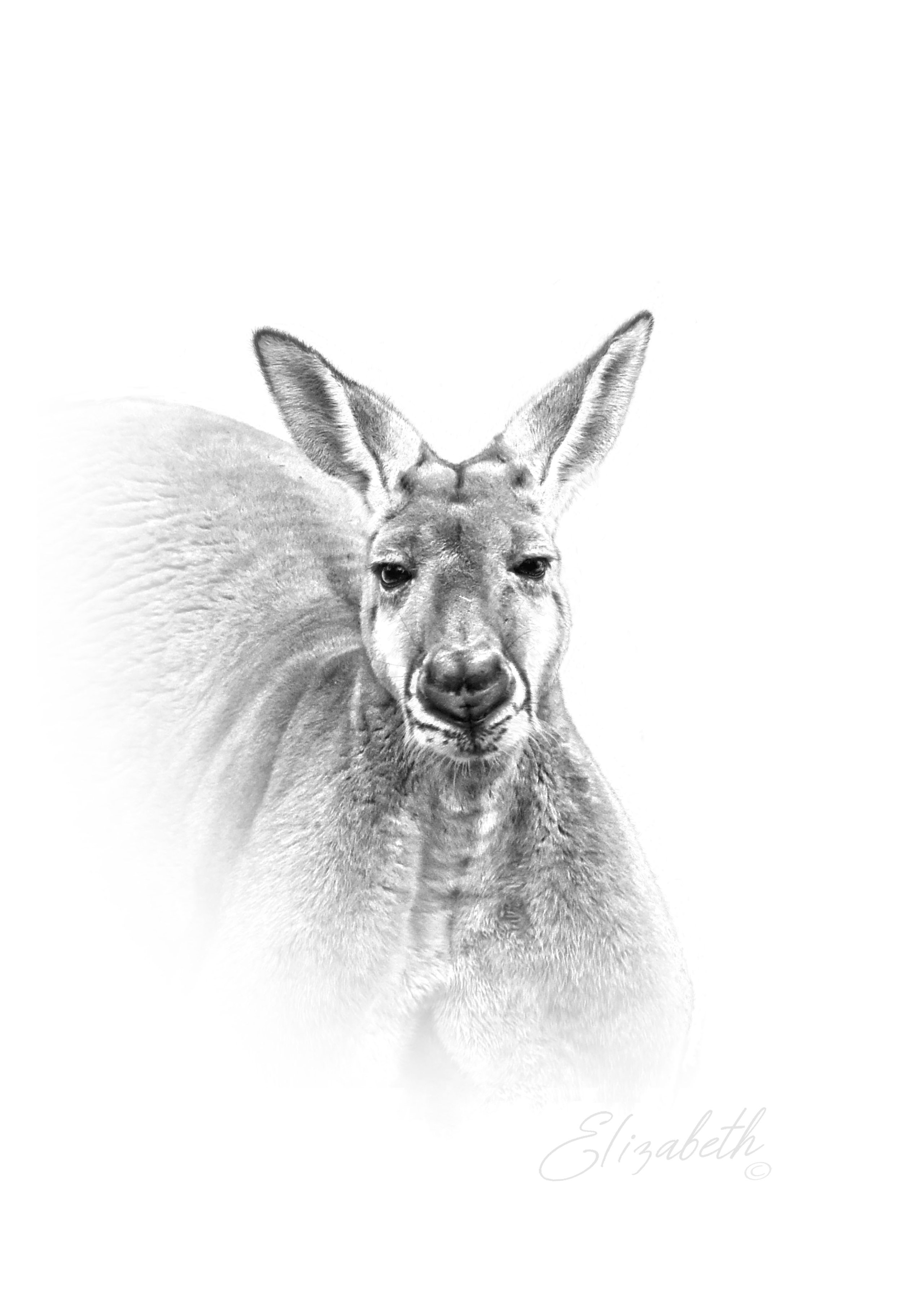 4 AUSTALAIA Red Kangaroo Head Portrait Final.jpg