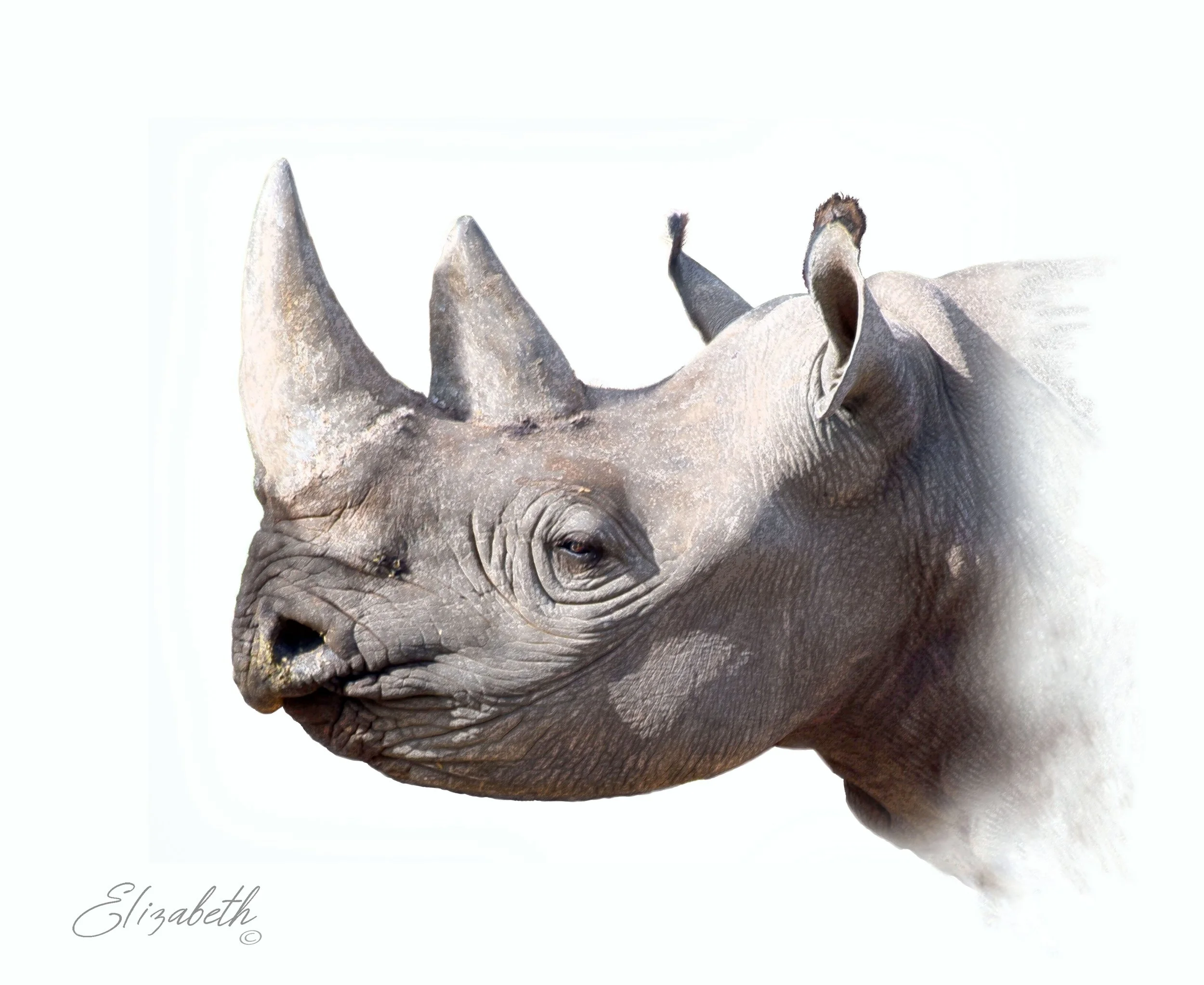 Black Rhino  500dpi copy.jpg