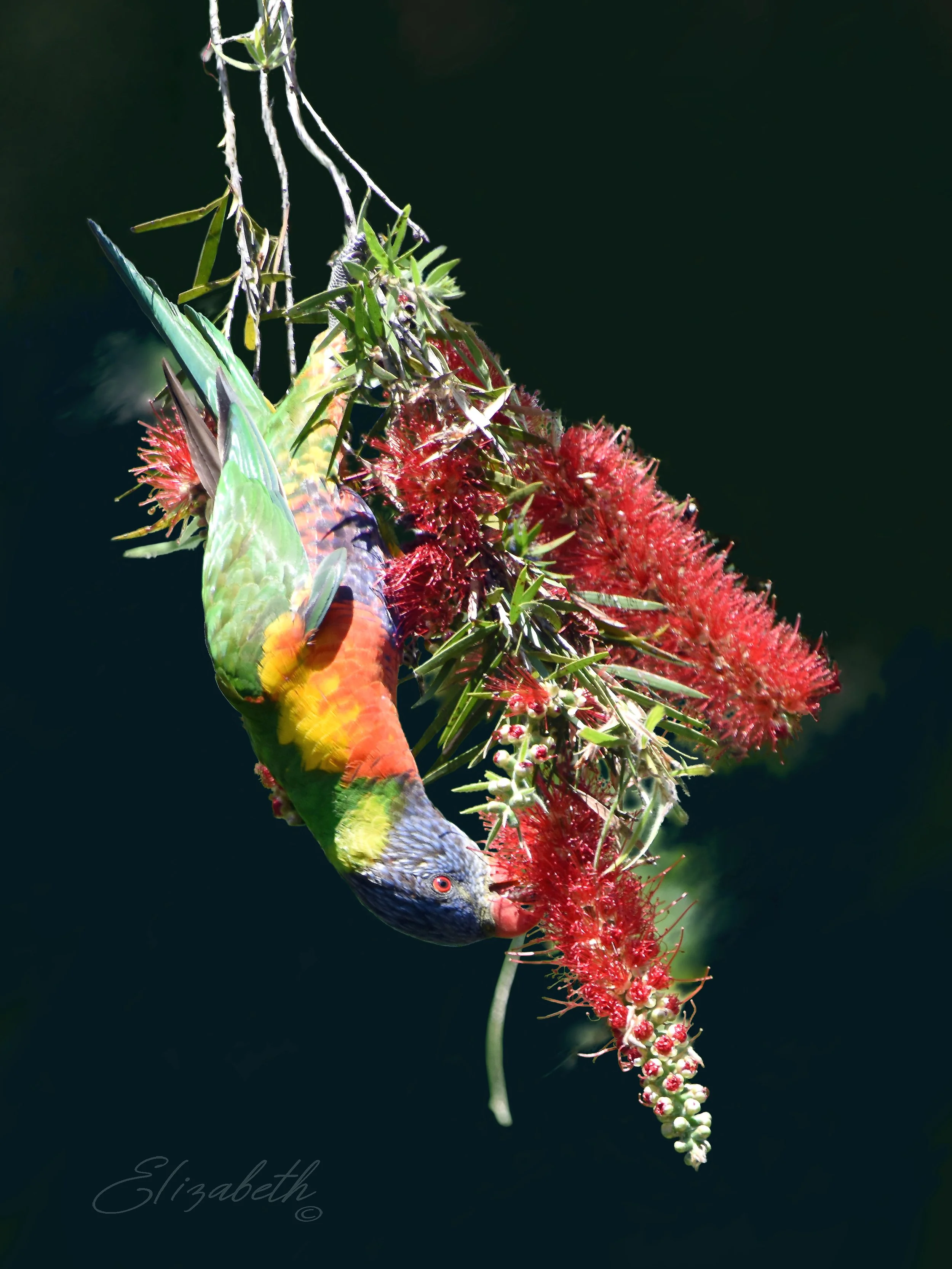 Visitors 3 Signature  500dpi copy.jpg