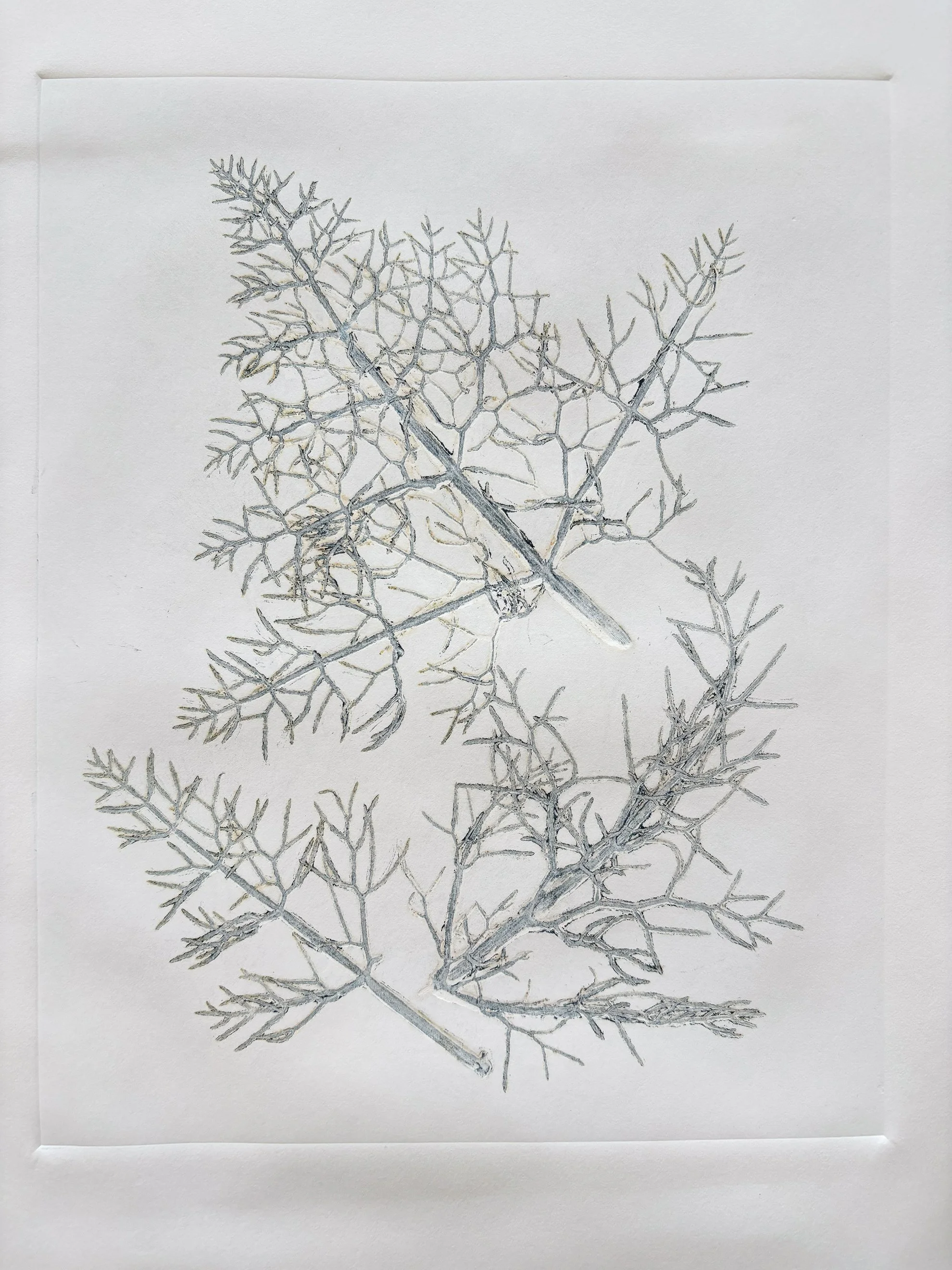 4_JSchall_Wild Fennel.jpg