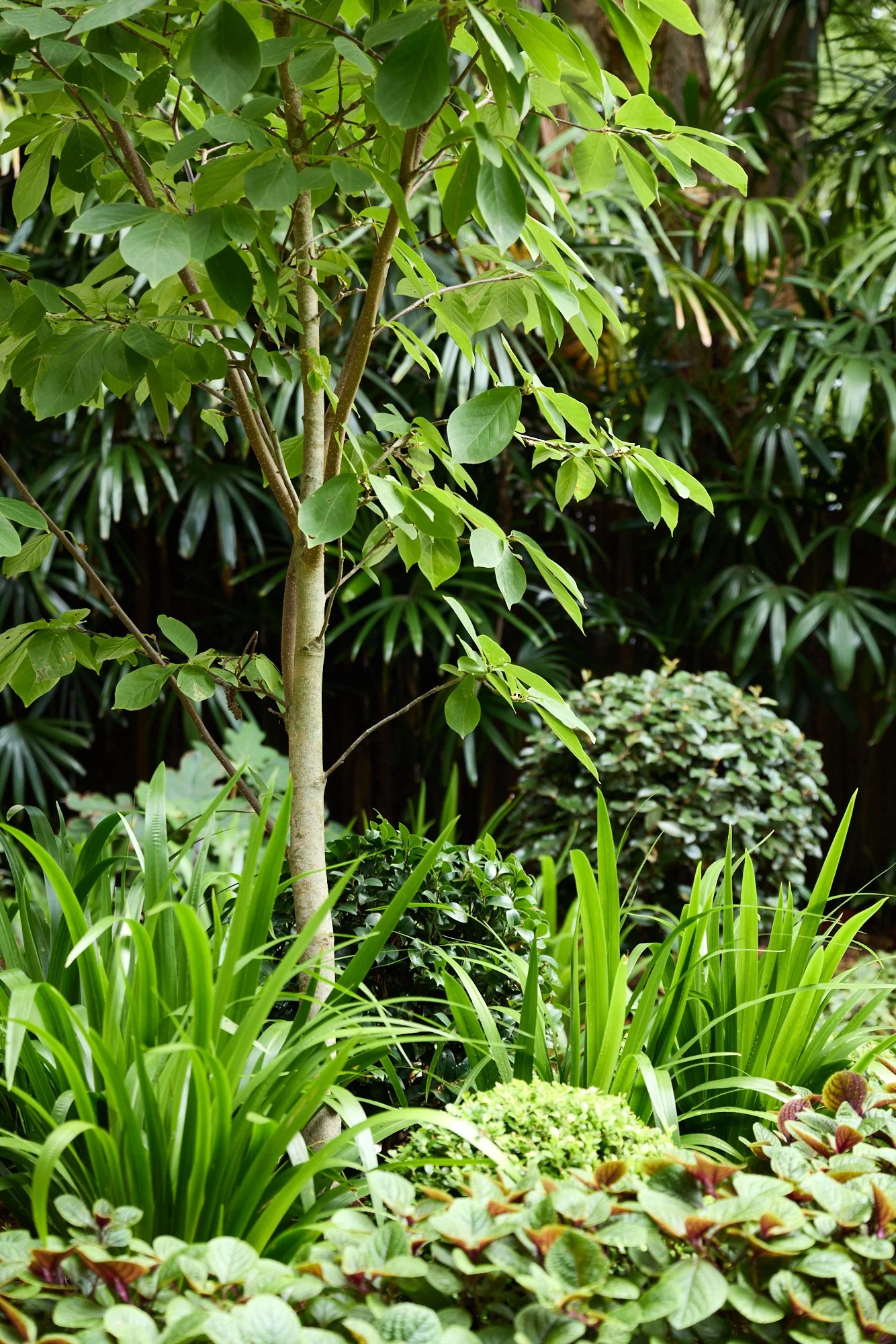 Graded - 260114_H&G_NateWhite_62LangRd_Garden_31.jpg