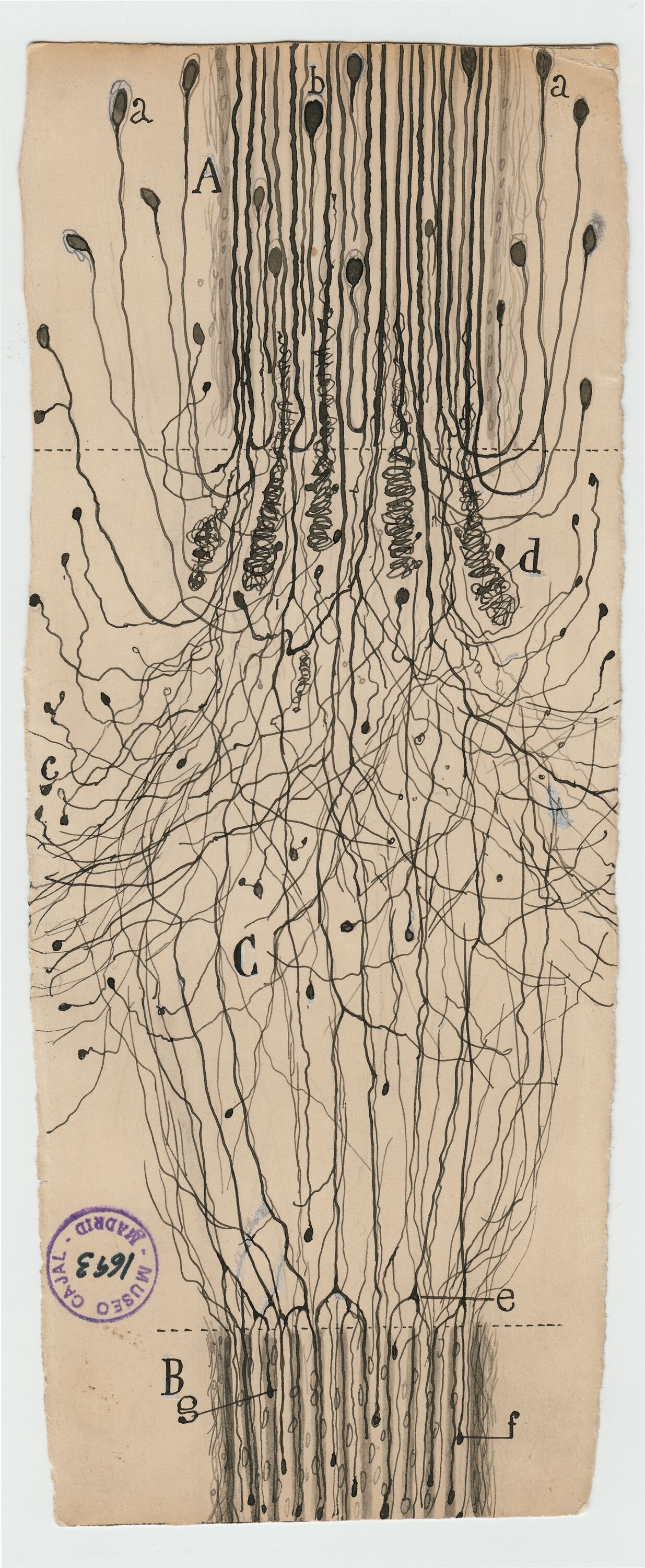 6_Cajal_ACutNerve_1913.jpg