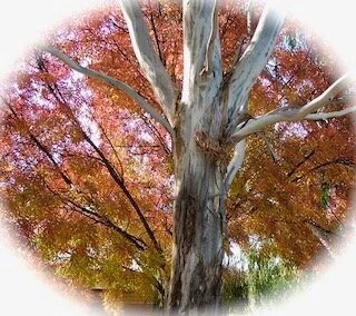 Family Connections - Toward Time 