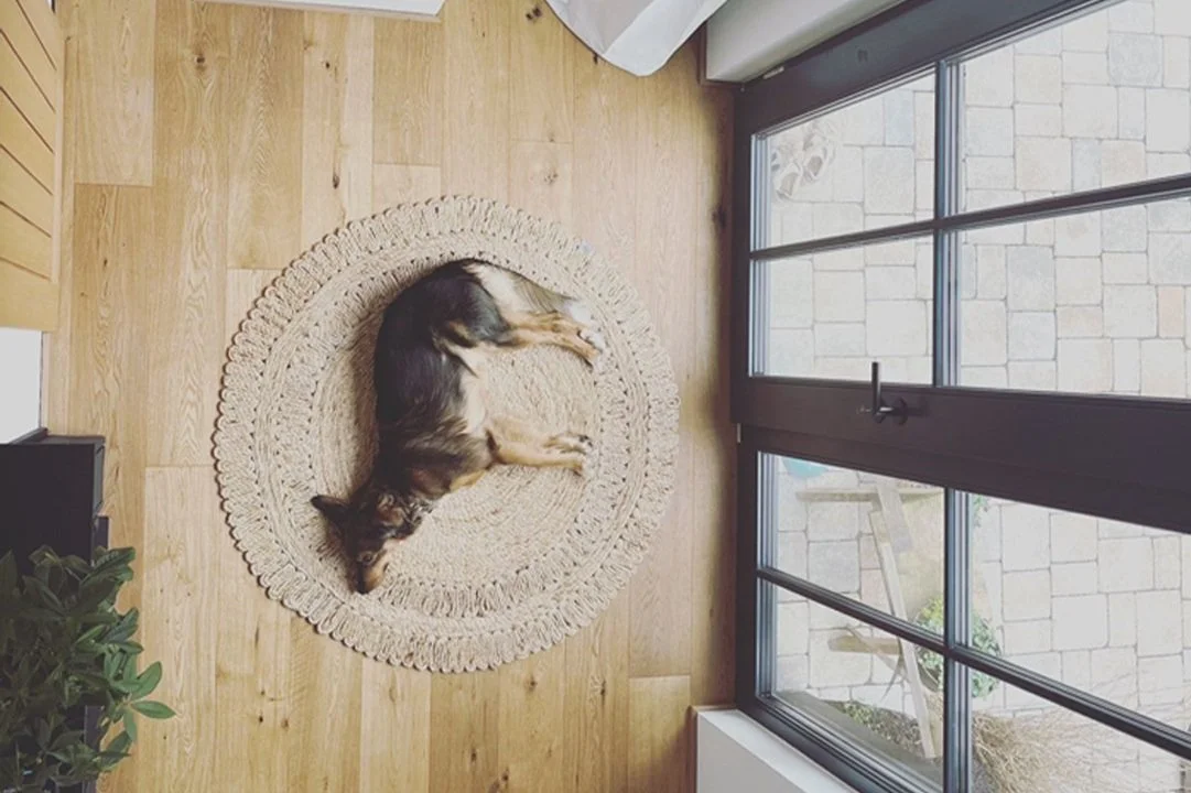 Hund.jpg