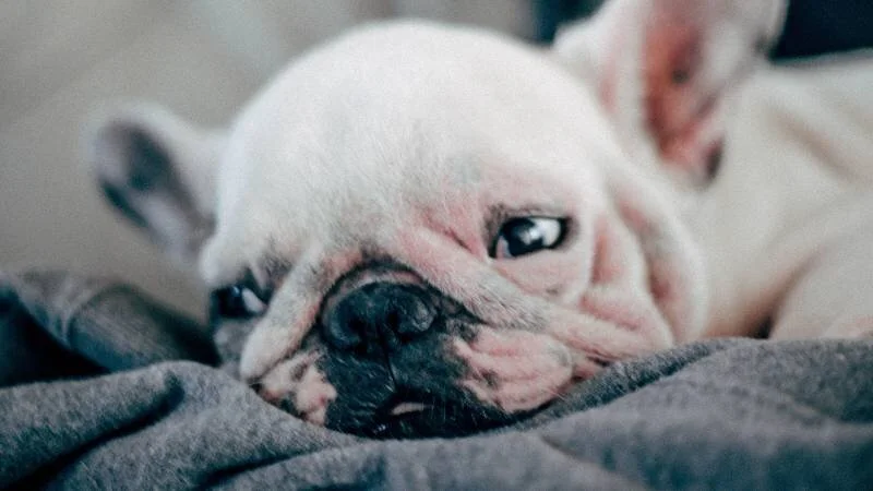 Hvorfor har jeg hovedpine når jeg vågner om morgenen?