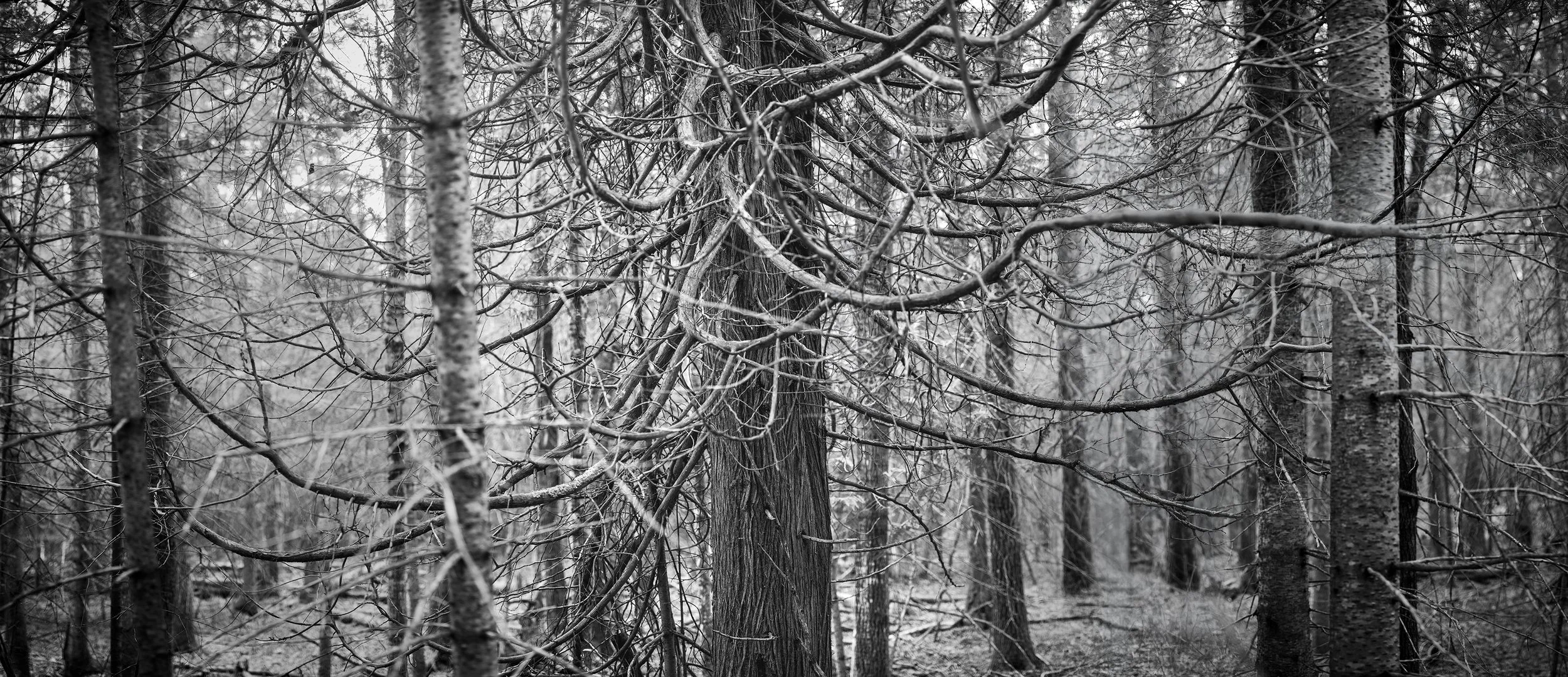 _A7R7542-Pano.jpg