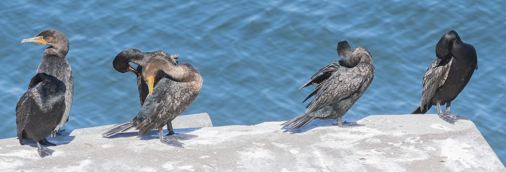 double crested cormorants.jpg