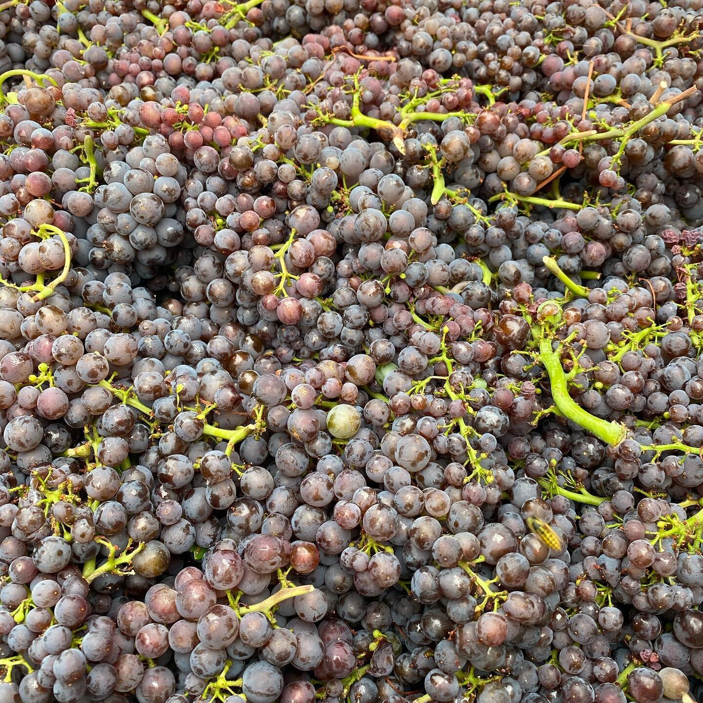 2020 &ldquo;Wicked Liquid&rdquo; is on deck. North Valley Pinot Gris from @coveyridgefarm will make up the bulk of this sparkling wine. The rest is still undetermined but will be chosen to make next Summer&rsquo;s smashable bubbly. #willamettevalley 
