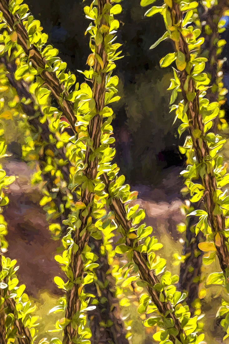 Stalks with Leaves-3757