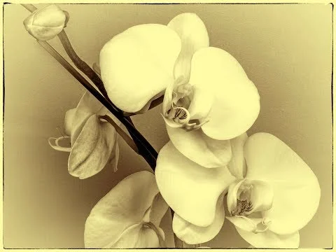 Aging The Present: A Visual Study of Photography