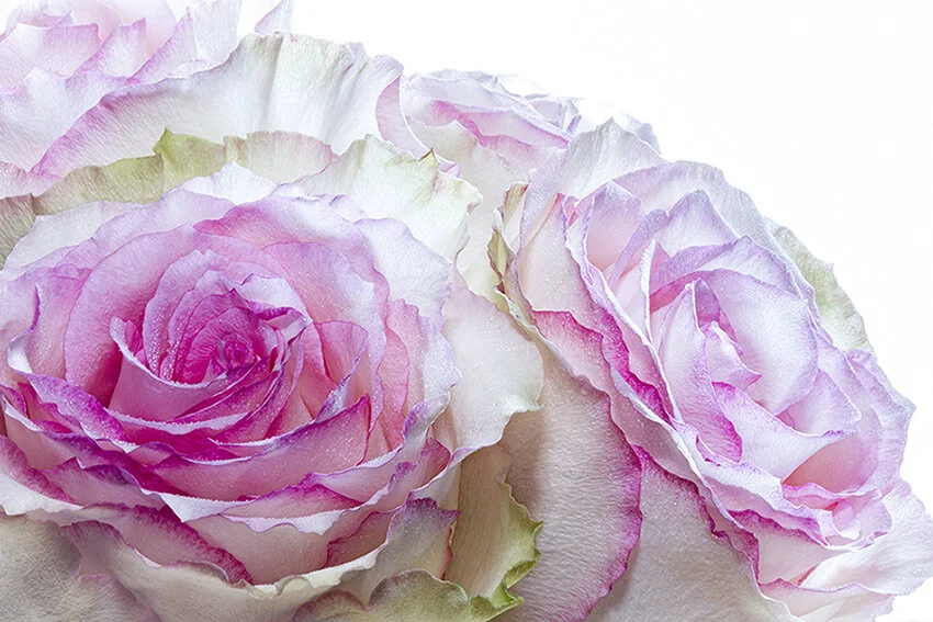 Macro of Four Pink Roses with Dew
