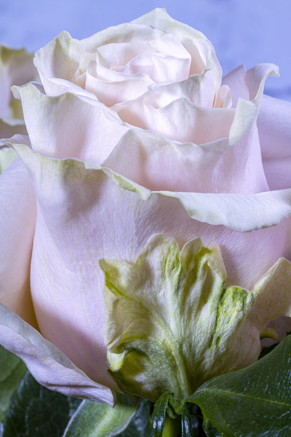 Pink and Gree Rose