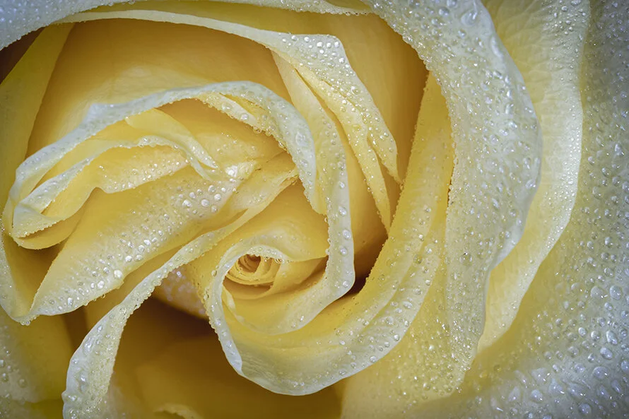 Yellow Rose with Dew