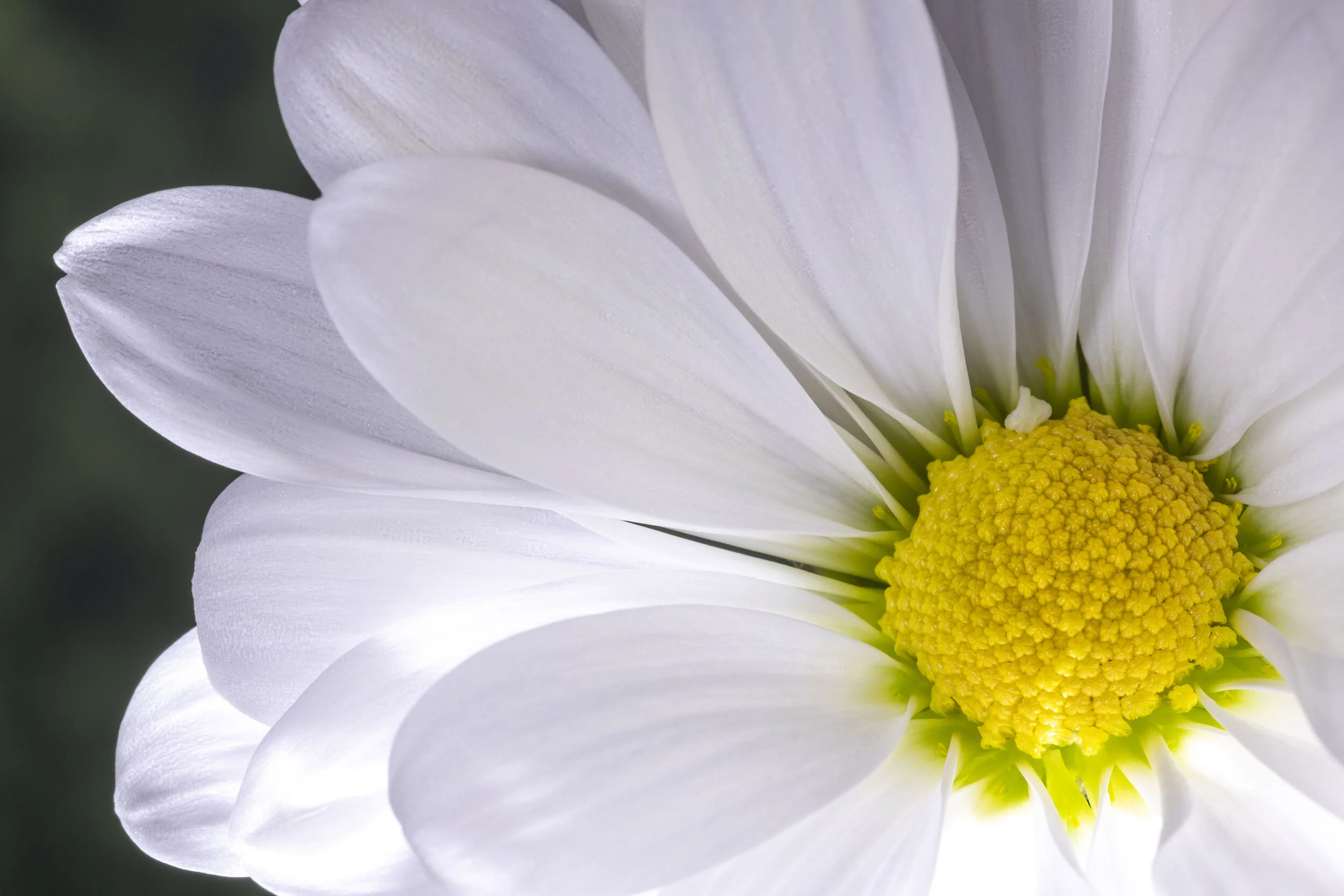 Daisies