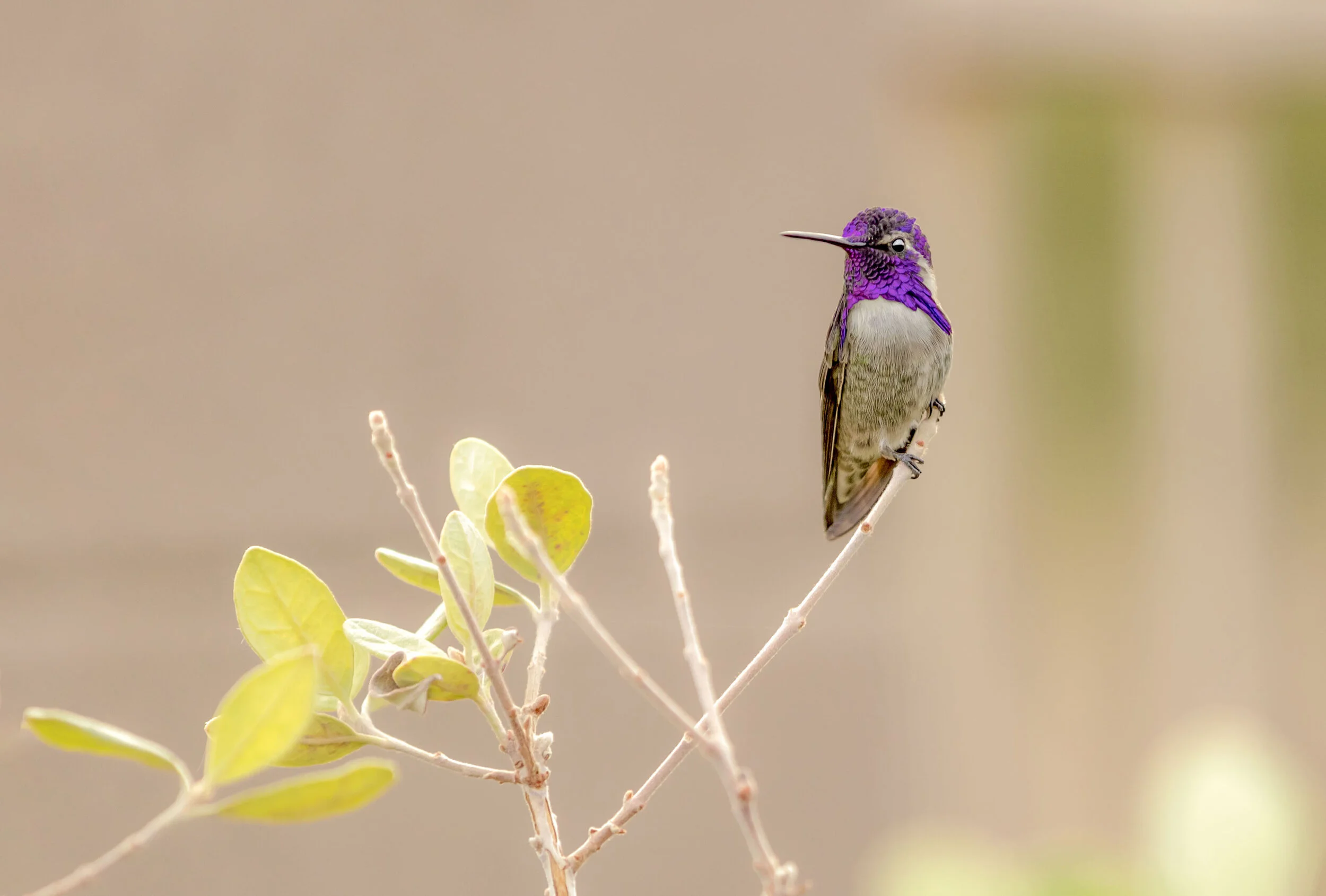 Hummingbird on a Branch