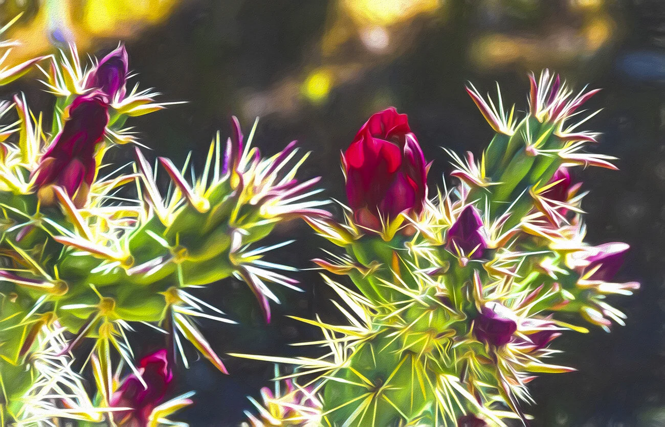 Blossoms on Cactus in the Desert