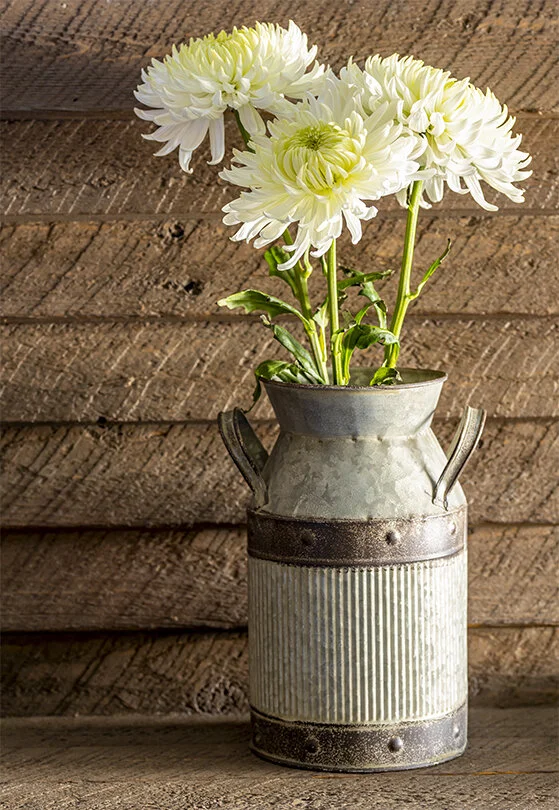 White Spider Mums in Milk Can