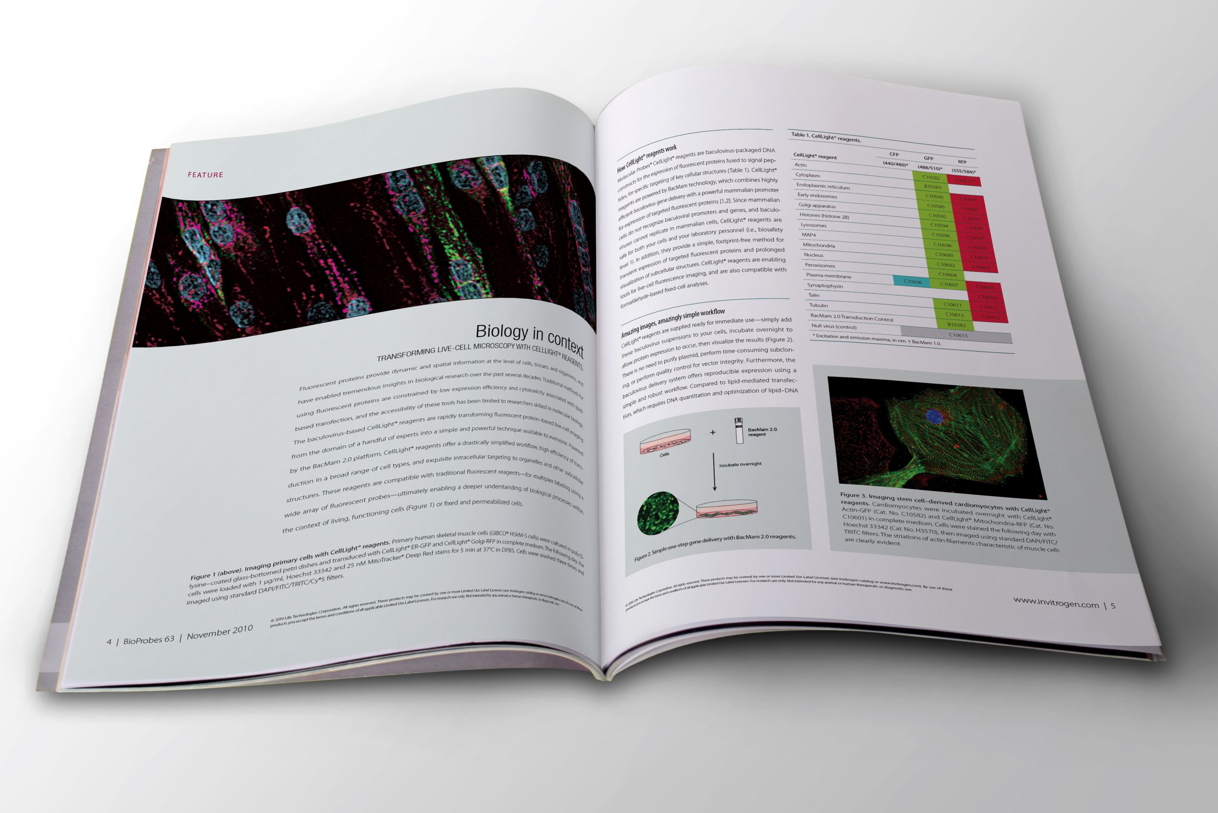 bioprobes-spread-1.png