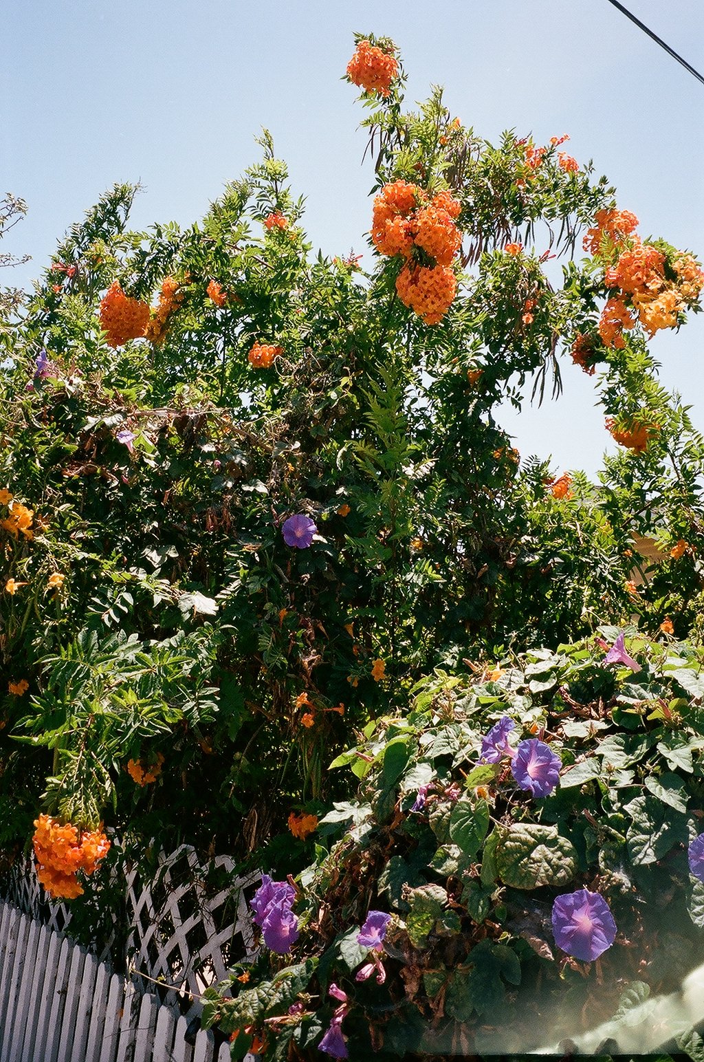 orange and purp.JPG