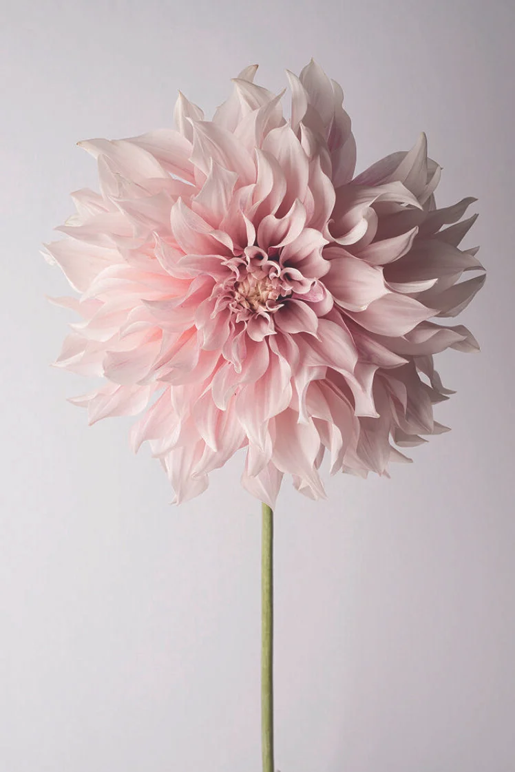 flower.jpg