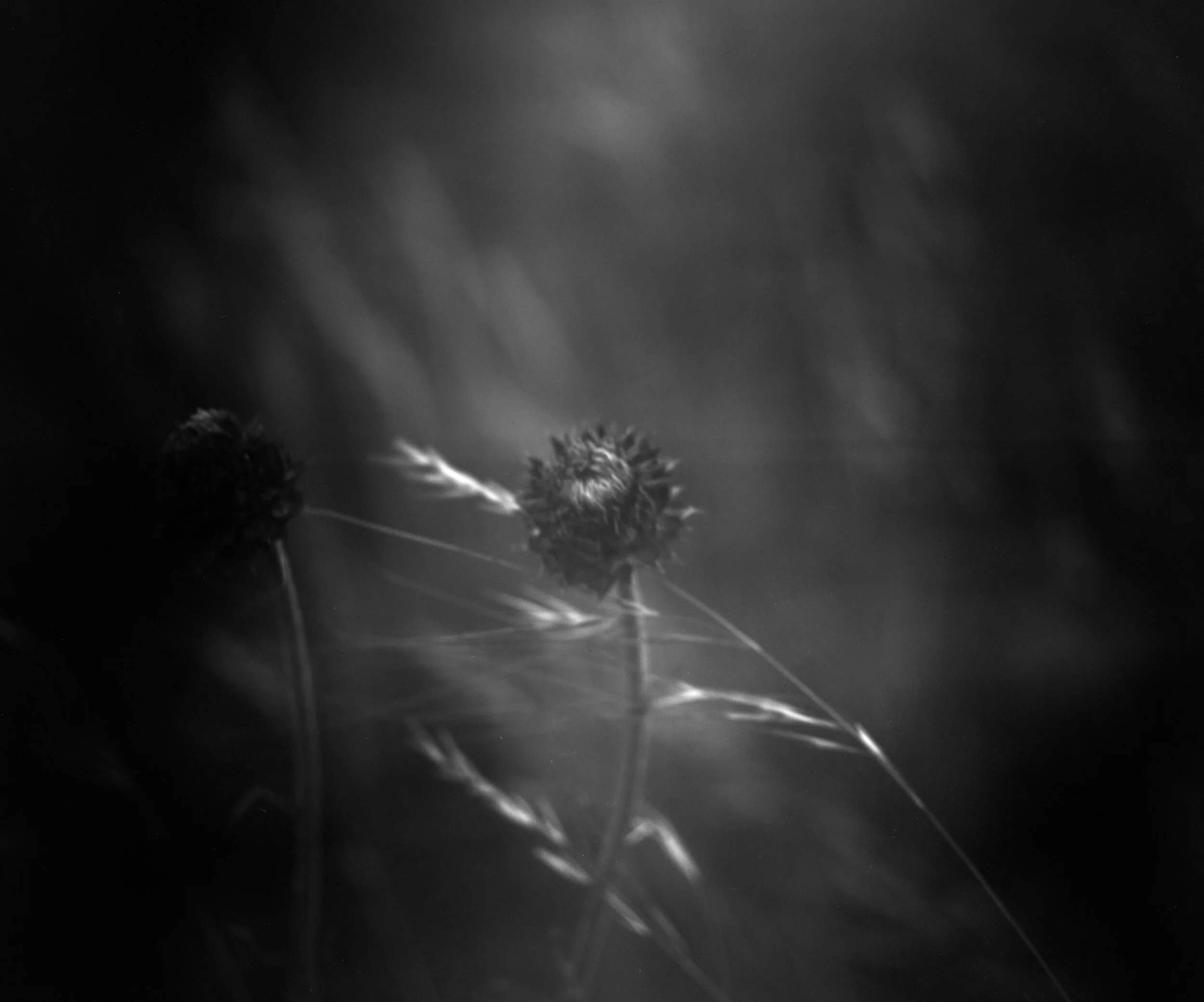 Mamiya 645 1000s, Arista Ortho Litho@~32 ISO, PFS-4, DD-X 1+9
