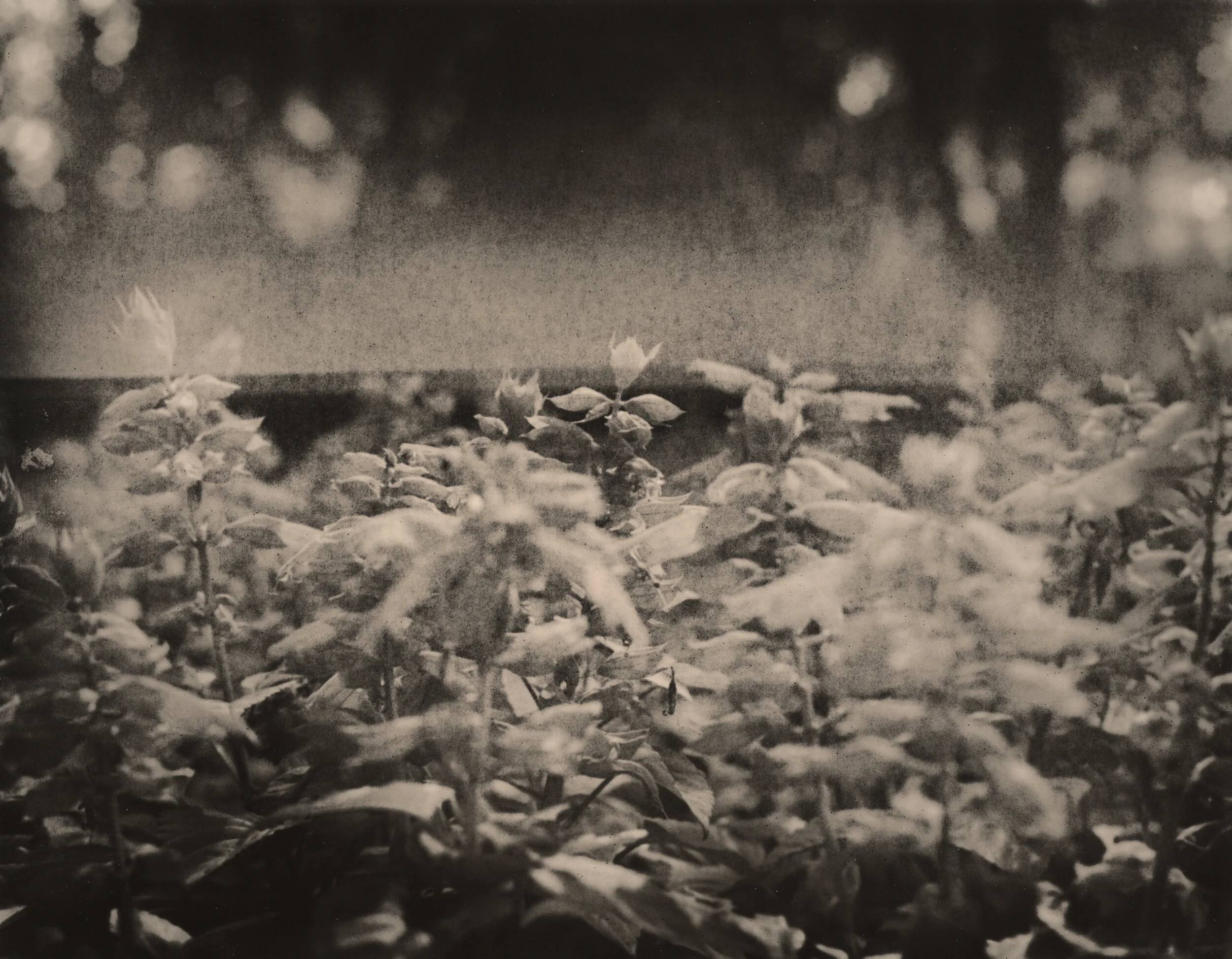 Ilford Cooltone RC, first pass lith in magic lith prototype