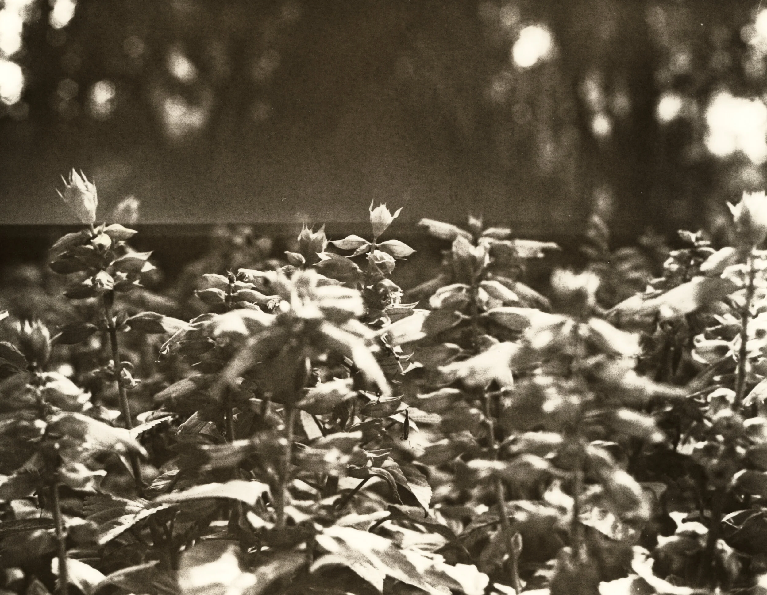 Ilford Cooltone RC printed at grade 3.5 and developed in “lithalike”