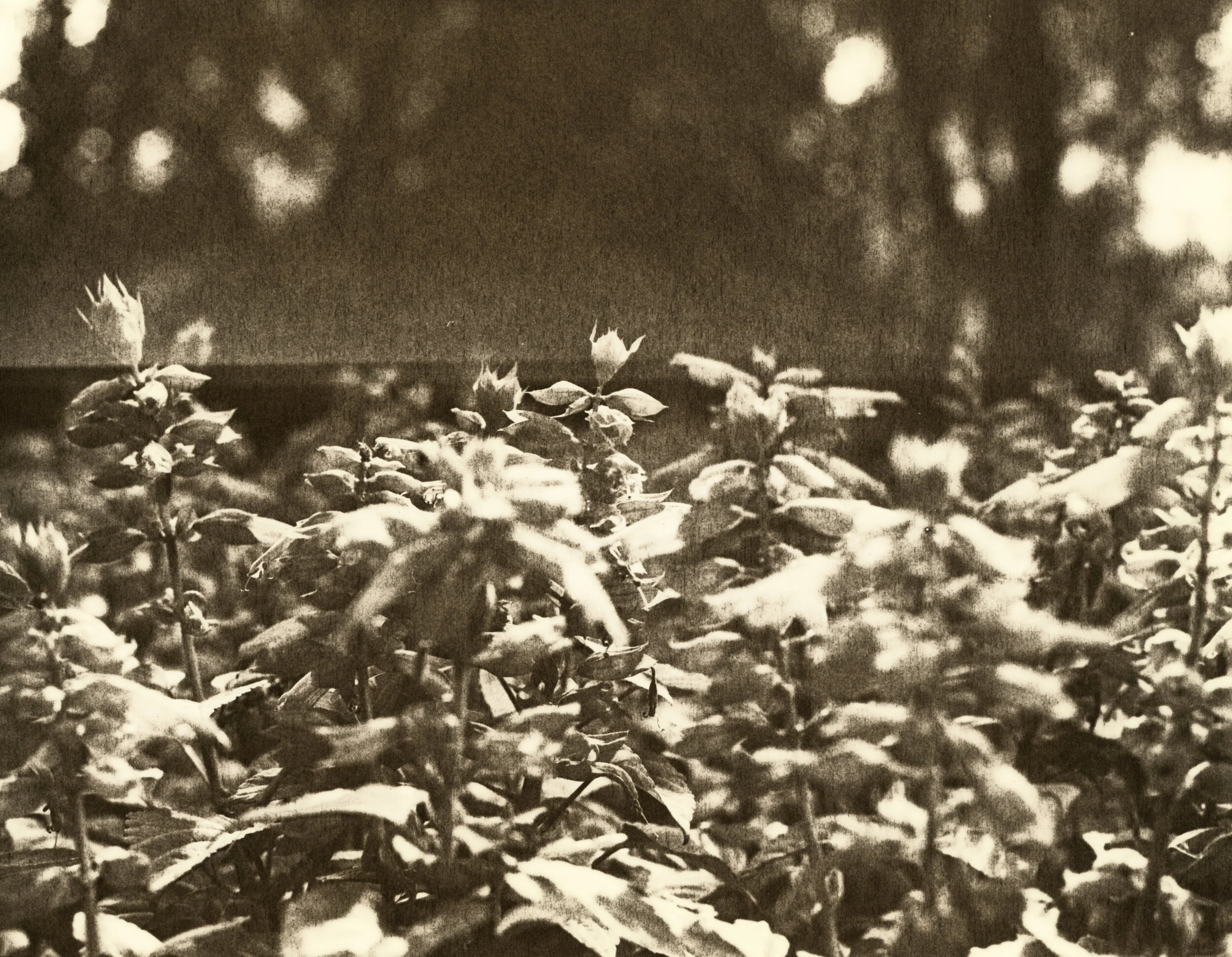 Ilford MGV RC (glossy) printed at grade 3.5 and developed in “lithalike” (“soft” agitation scheme every 2 minutes)