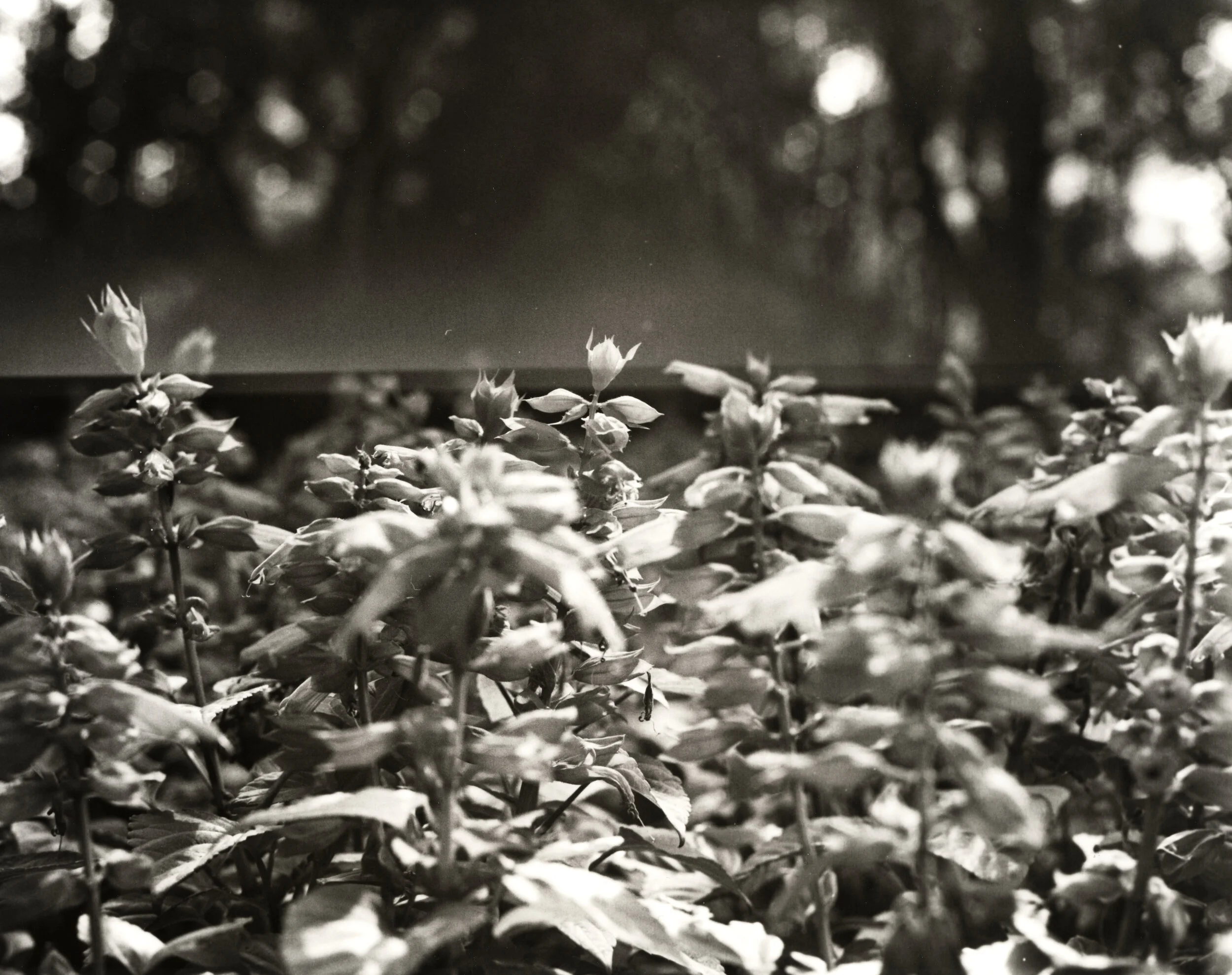 Ilford MGV RC in “EXA3” developer, 3rd print, no contrast filter, f/11 2s