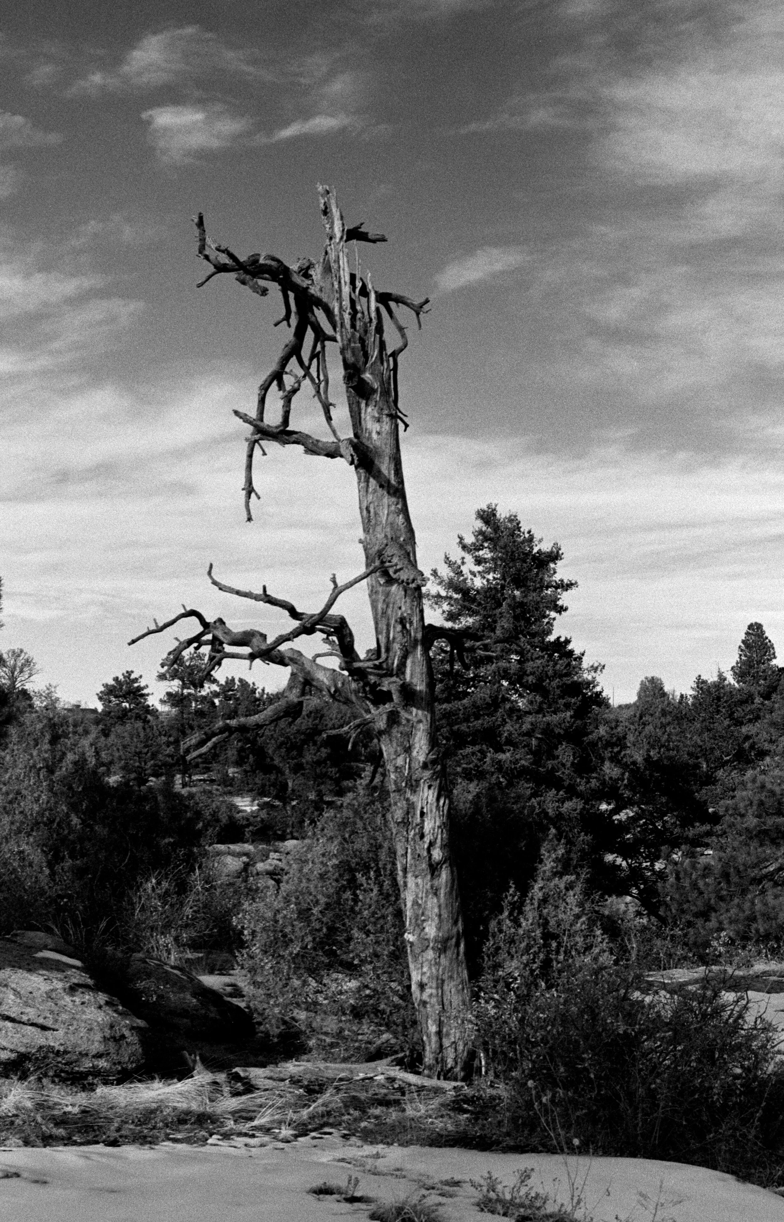 35mm FP4+@200 in EXG1 15m (with orange filter)