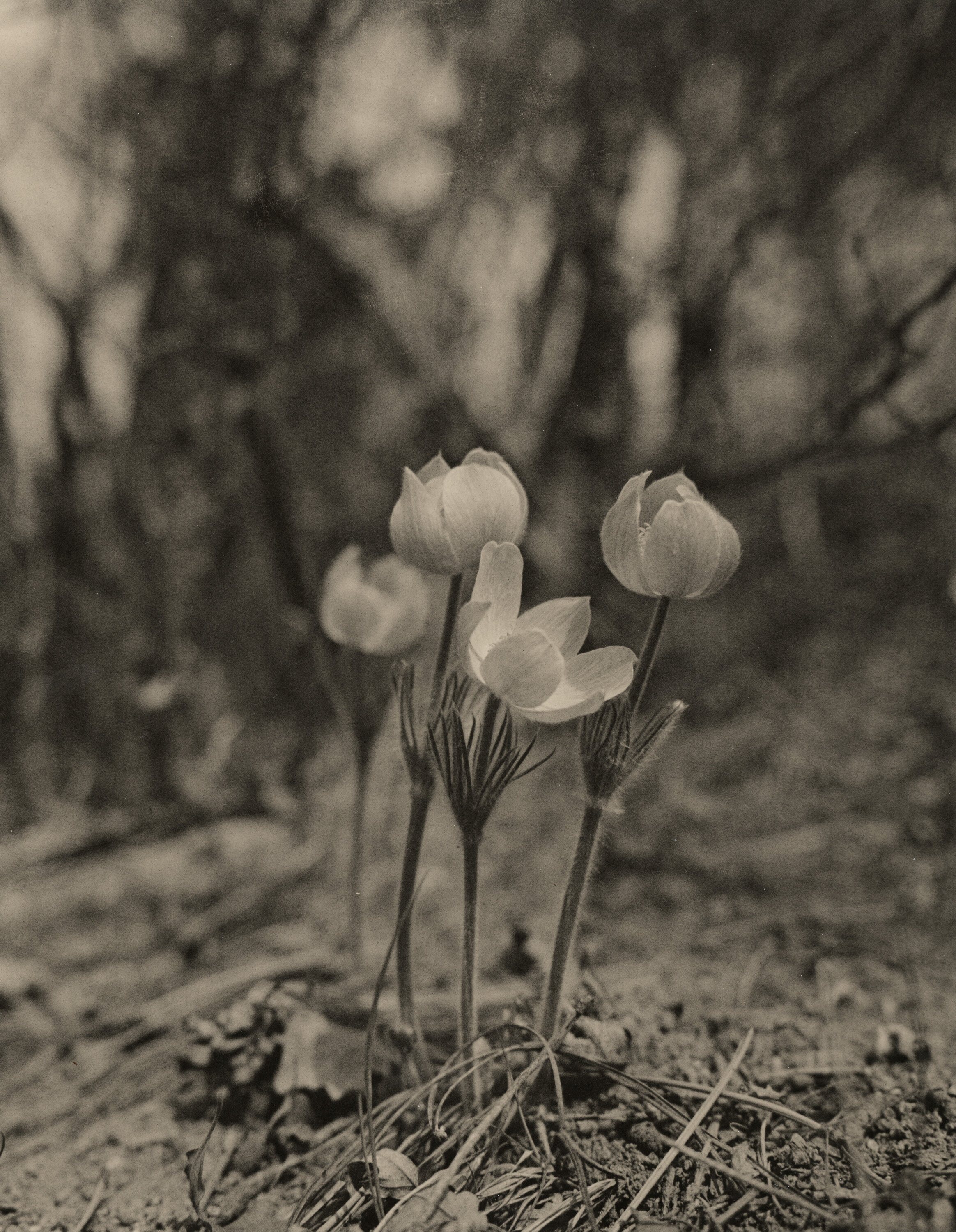 Ilford MGIV RC, f/8, 30s